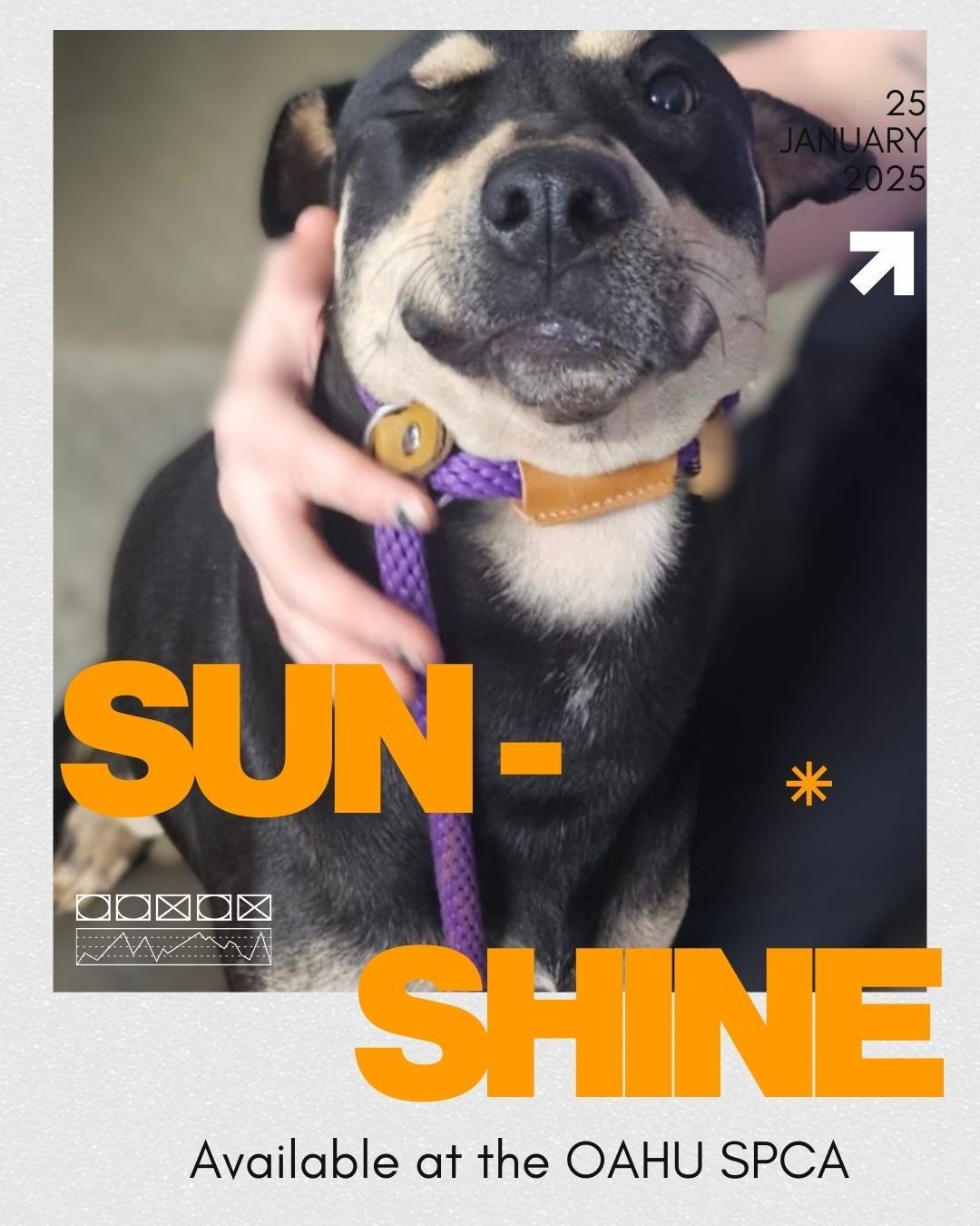 Hi, my name is Sunshine !
I&rsquo;m a young dog, and the world still feels pretty big and scary to me. I was rescued from a homeless camp, and I&rsquo;m still learning what it means to feel safe and cared for. Right now, I&rsquo;m very shy and quiet,