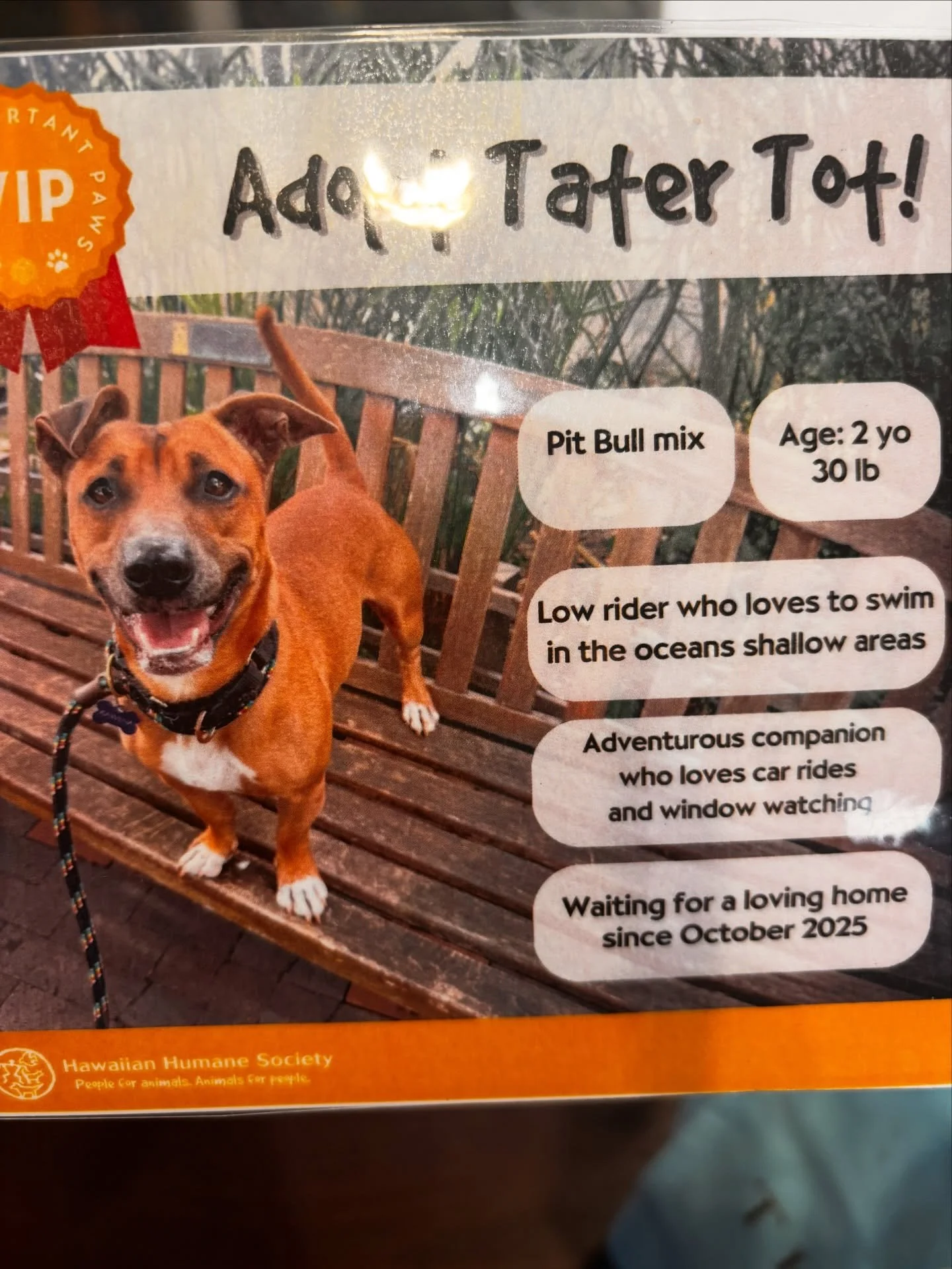 Since I keep spouting how everyone should adopt, I've put my money where my mouth is. Tater Tot is starting his two week home trial where we will attempt to win the heart of my crazy chunky cat