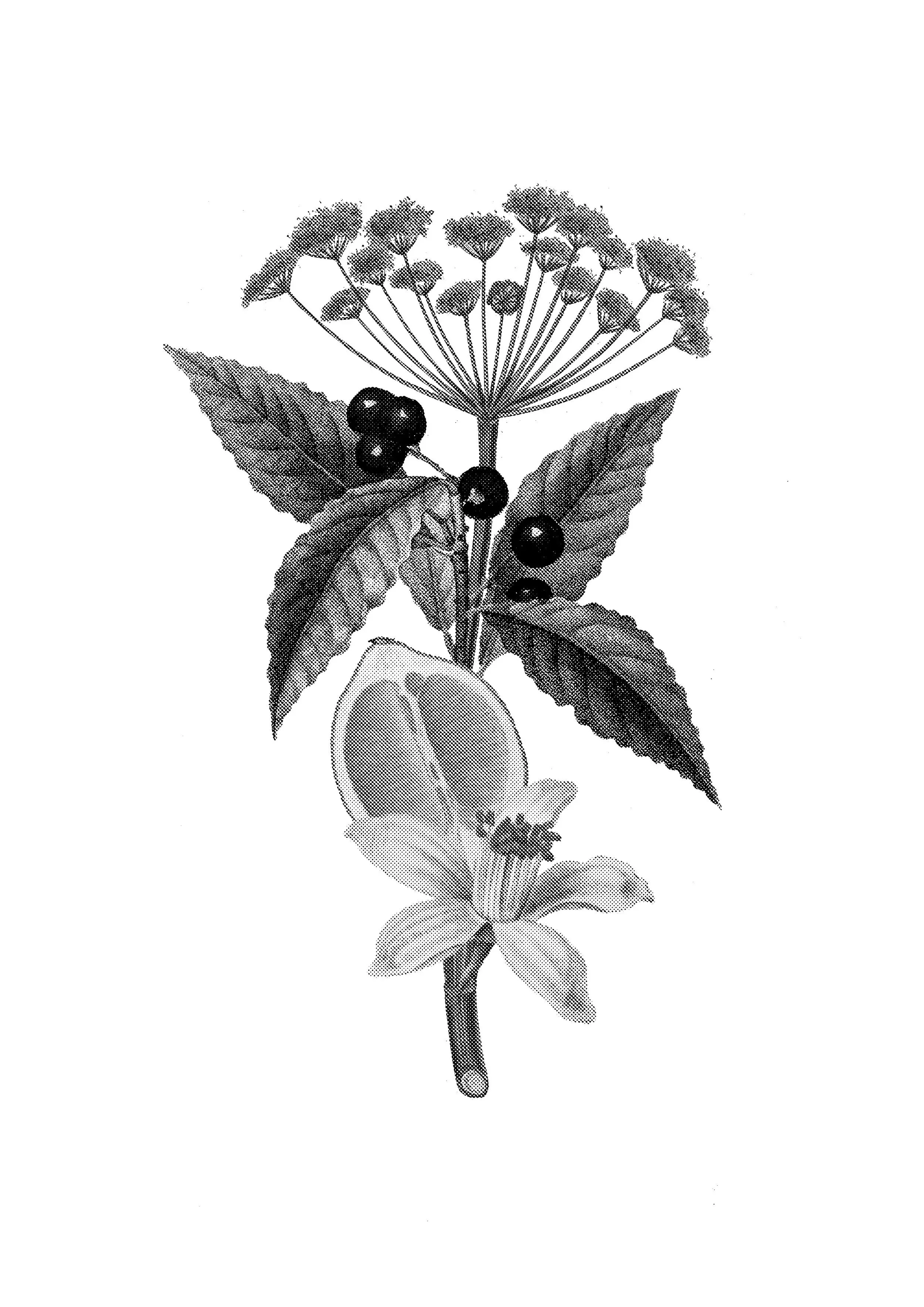 Una grafica realizzata internamente per l'evento.