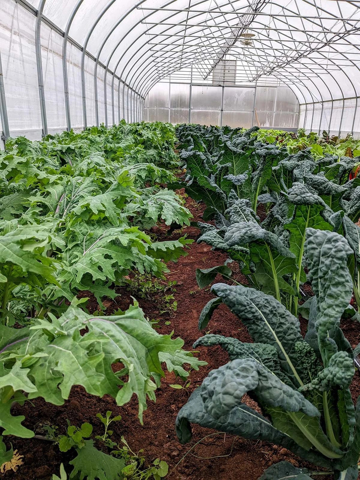 Farming in a Pandemic