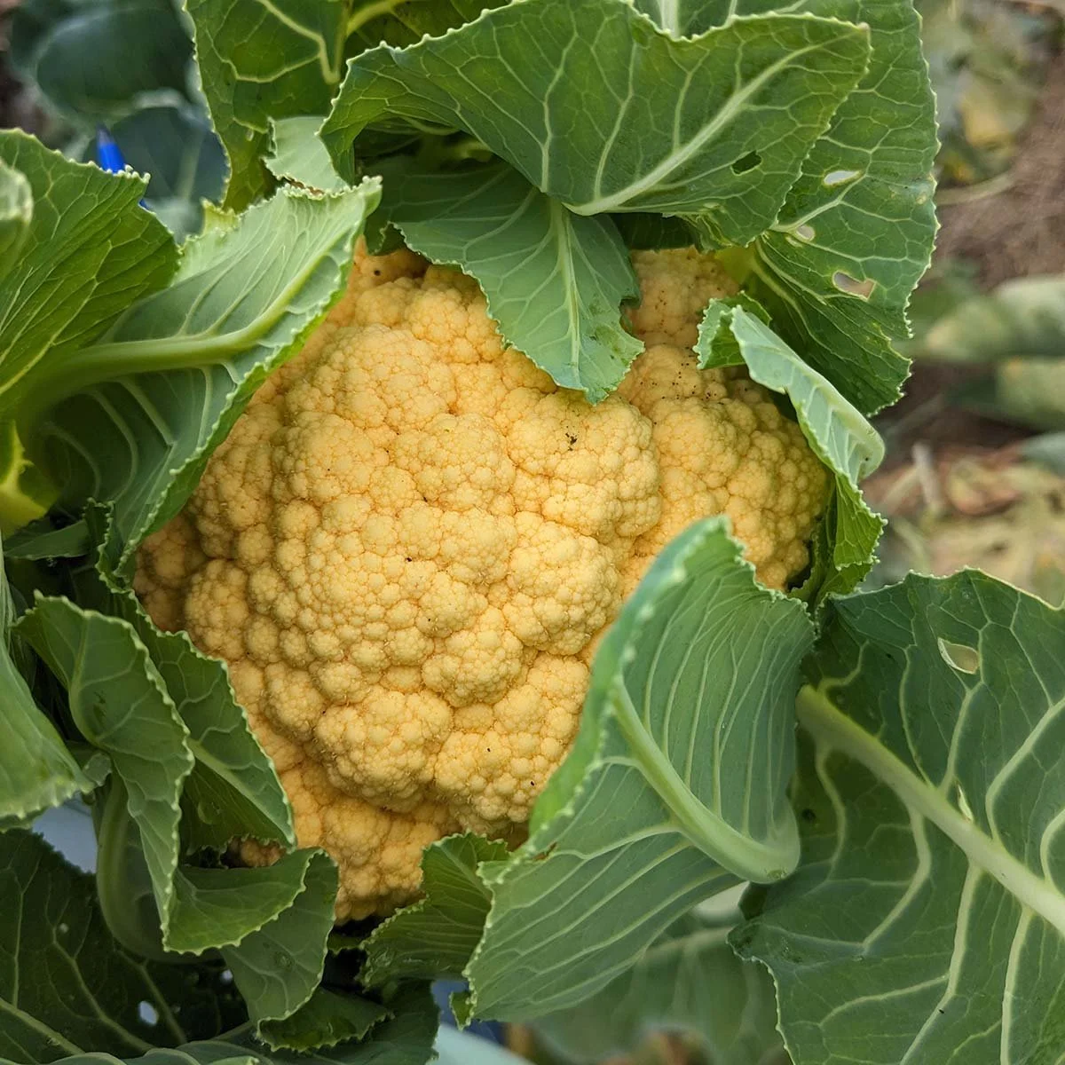 Community Accessible: Winter CSA Share