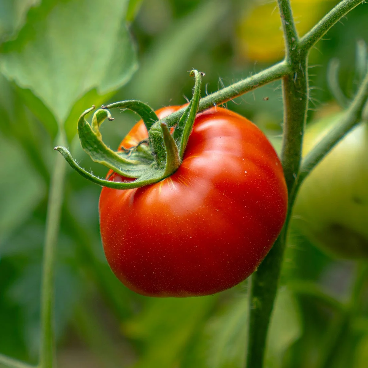 Summer CSA - Small Share