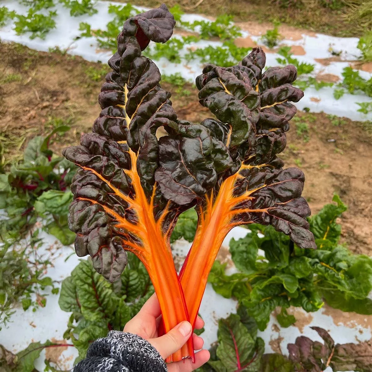 Fall CSA - Small Share