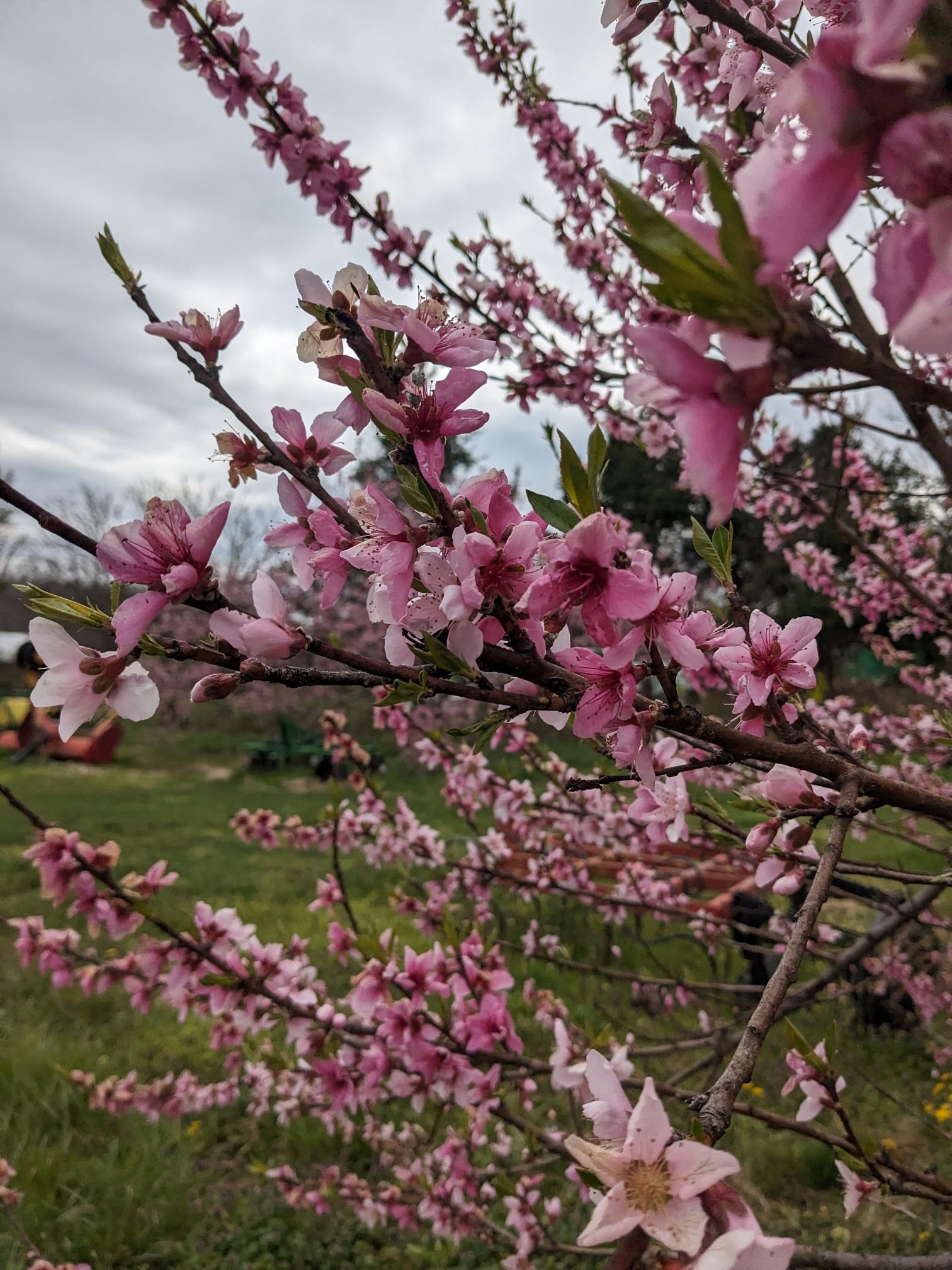 The Acre Almanac - call for classifieds!