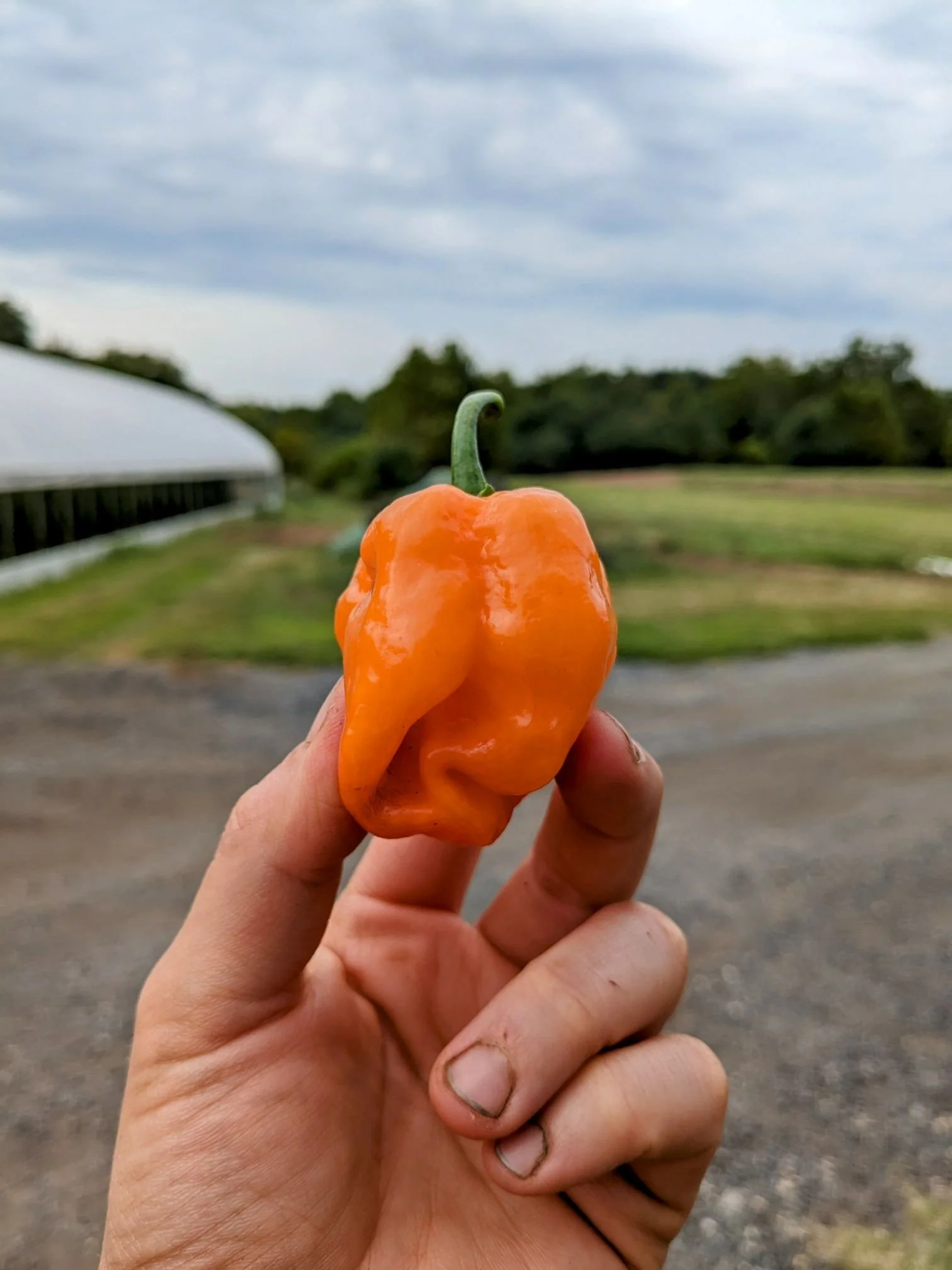 WAMU - From Radio to Plate