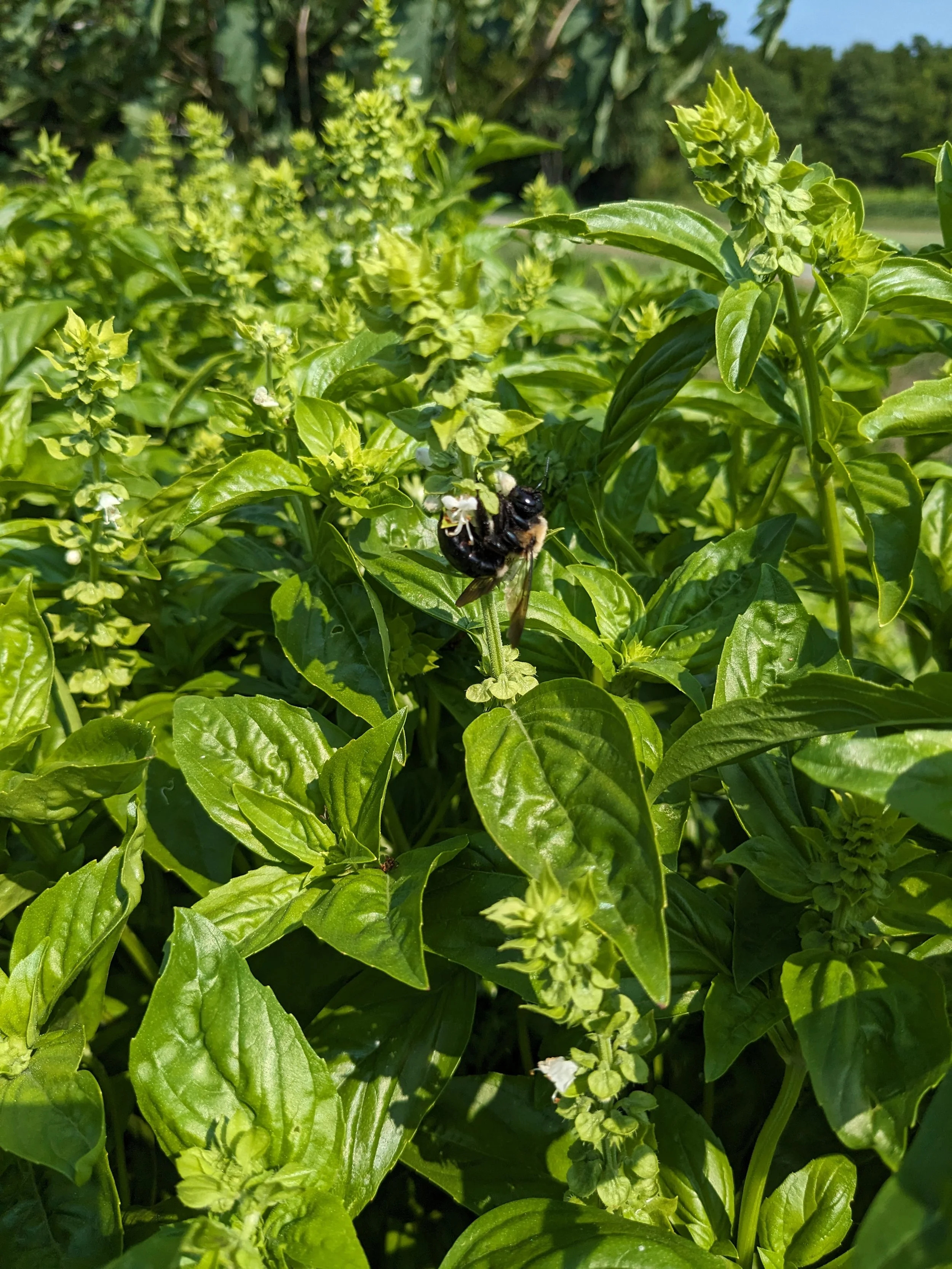 Basil and fun ways to use it!