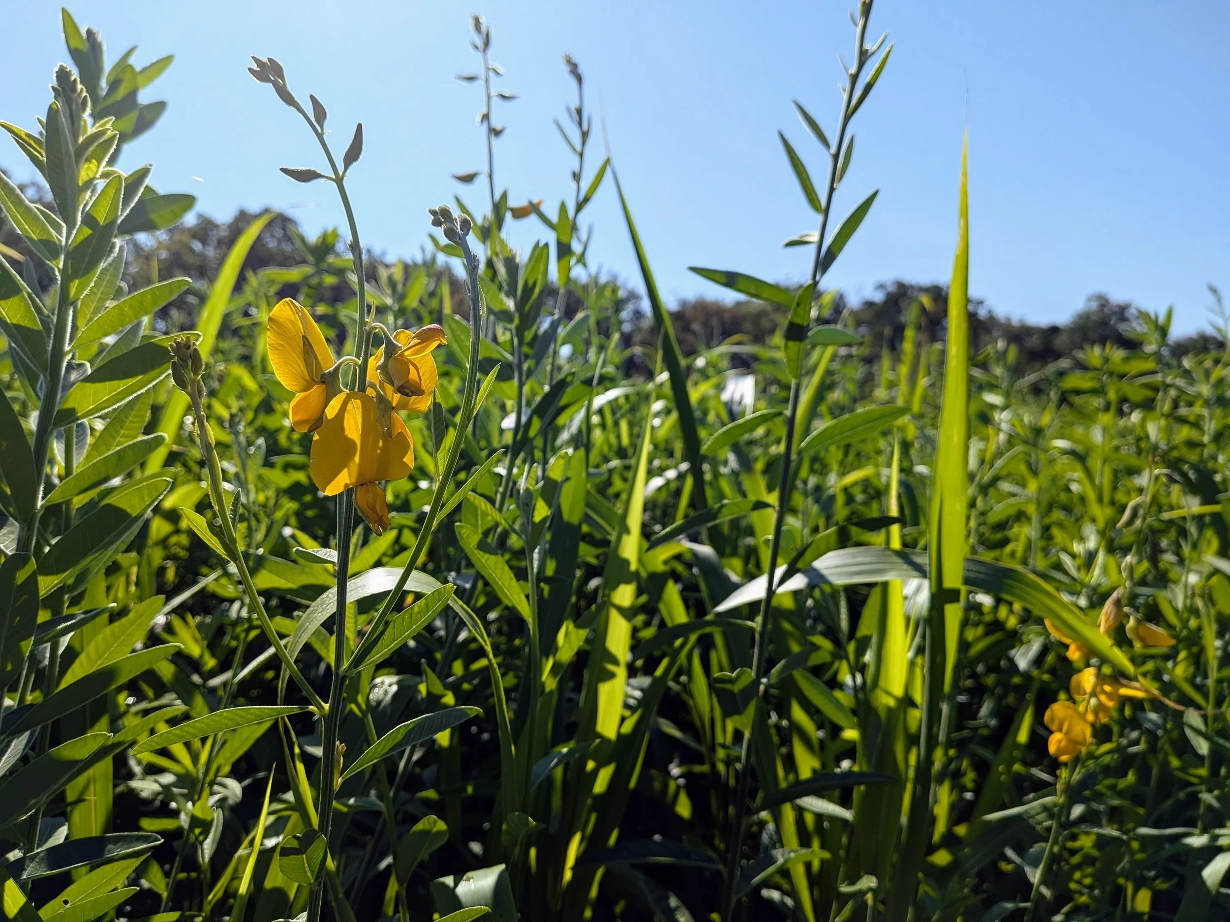 Cover Crops - What are they?