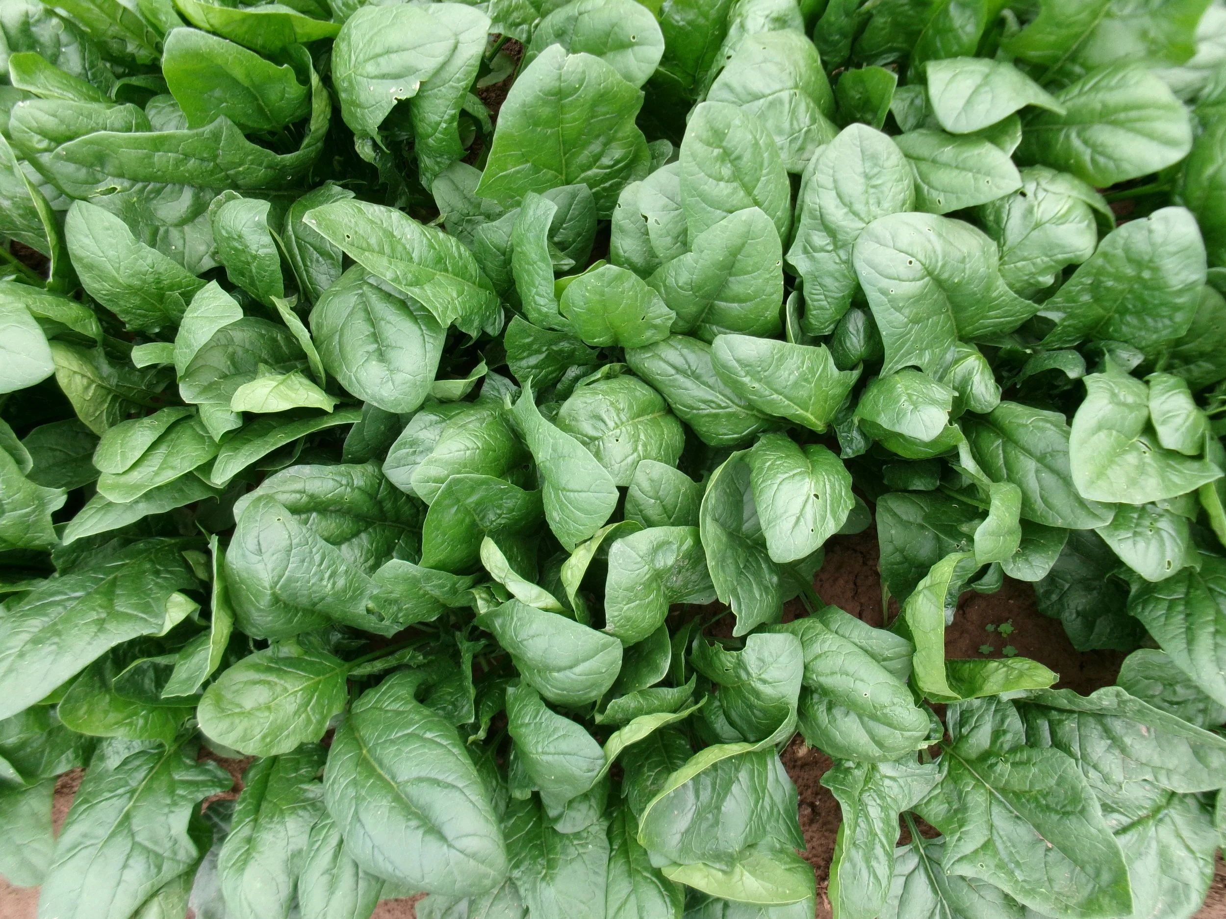 Supply and Demand and Pricing in the CSA
