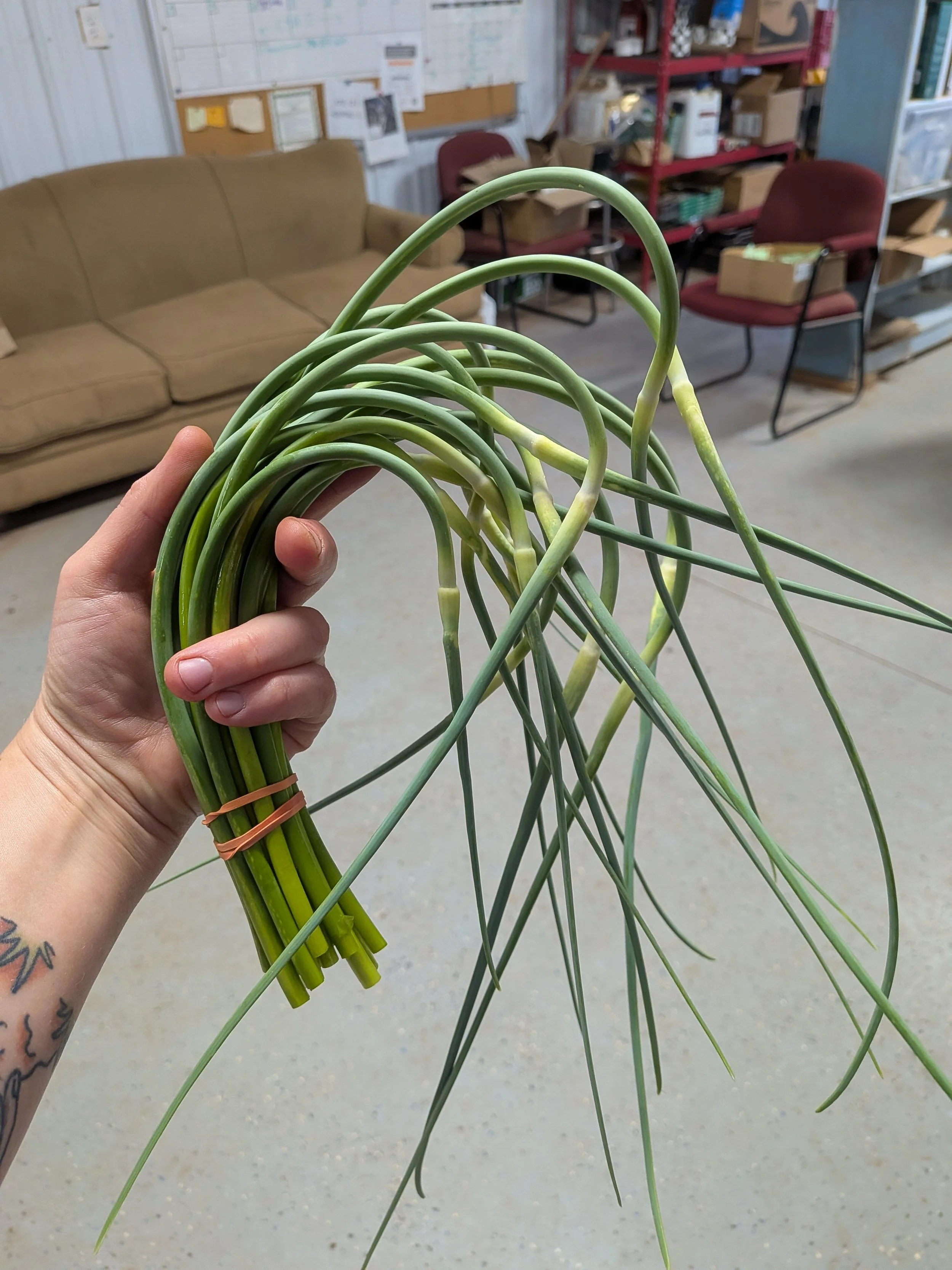 Napa cabbage, kohlrabi, and garlic scapes!