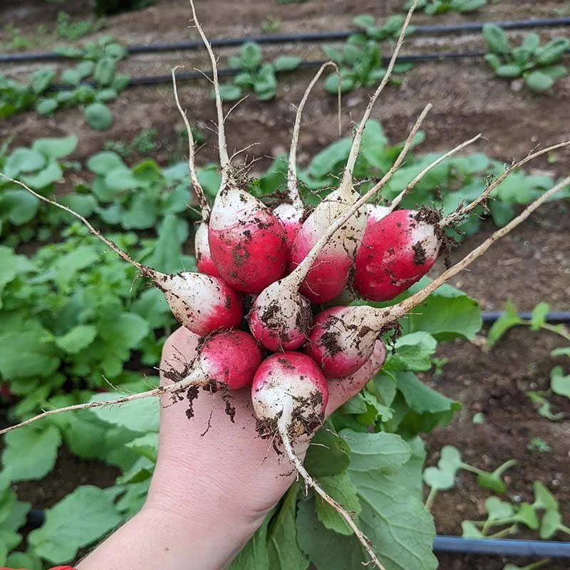 A bunch of radishes for our fall CSA