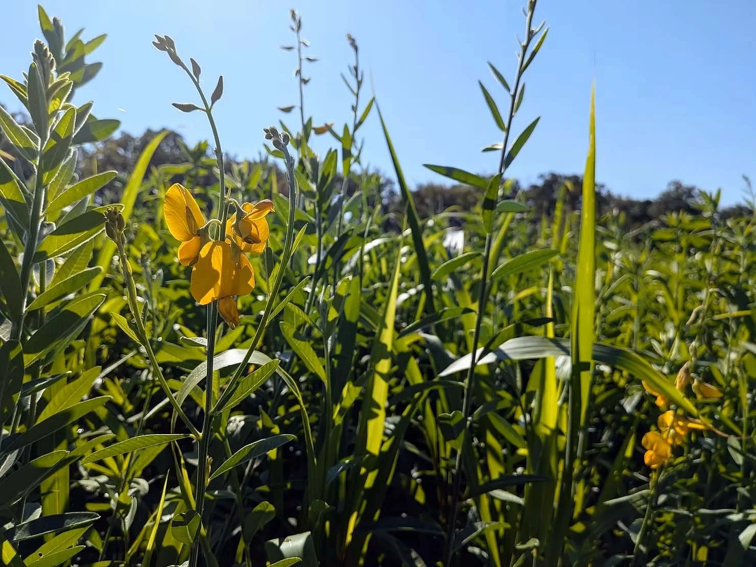 Why do farmers plant cover crops?