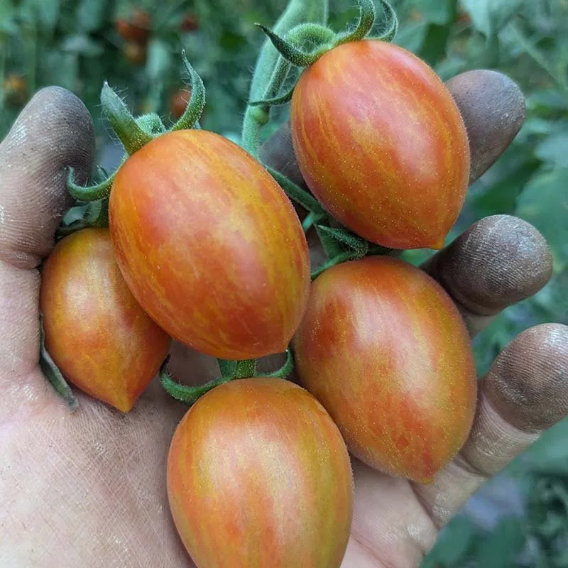Grape tomatoes on vine for our summer CSA