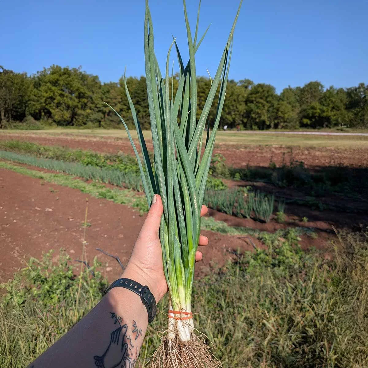 Using organic inputs creates healthy soil and vegetables
