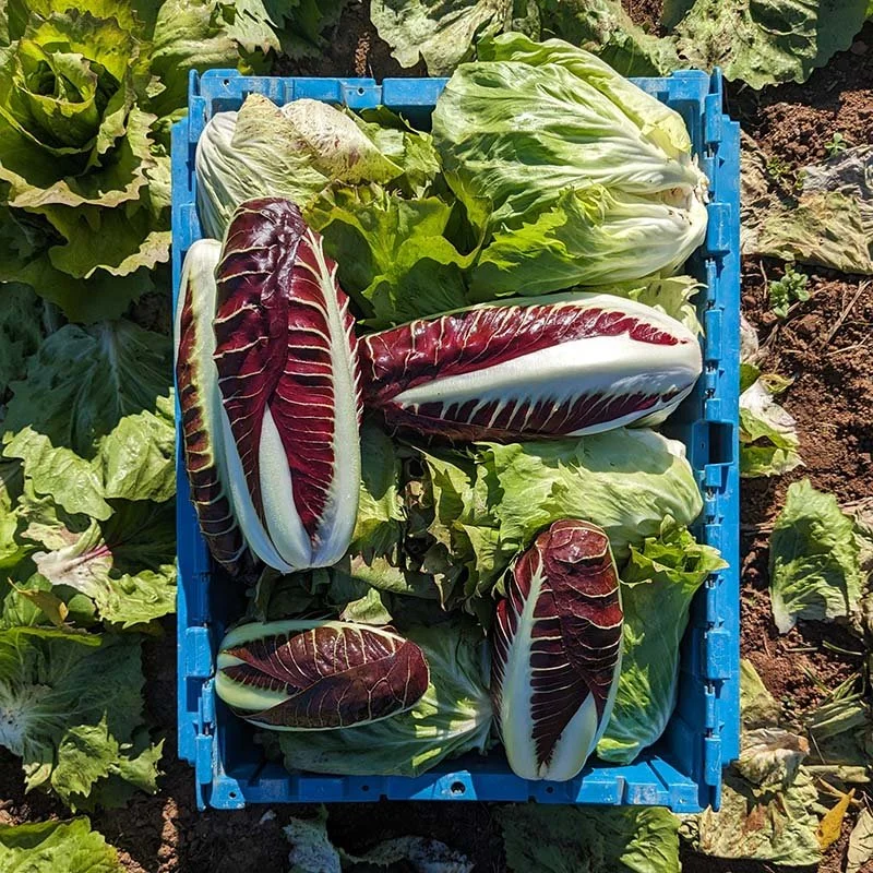 Learn about our local farm practices