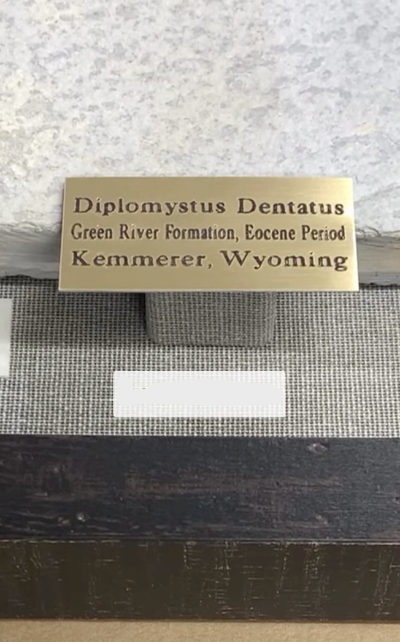 Old Fossil Shadowbox - framed by Carriage House Picture Framing Shop
