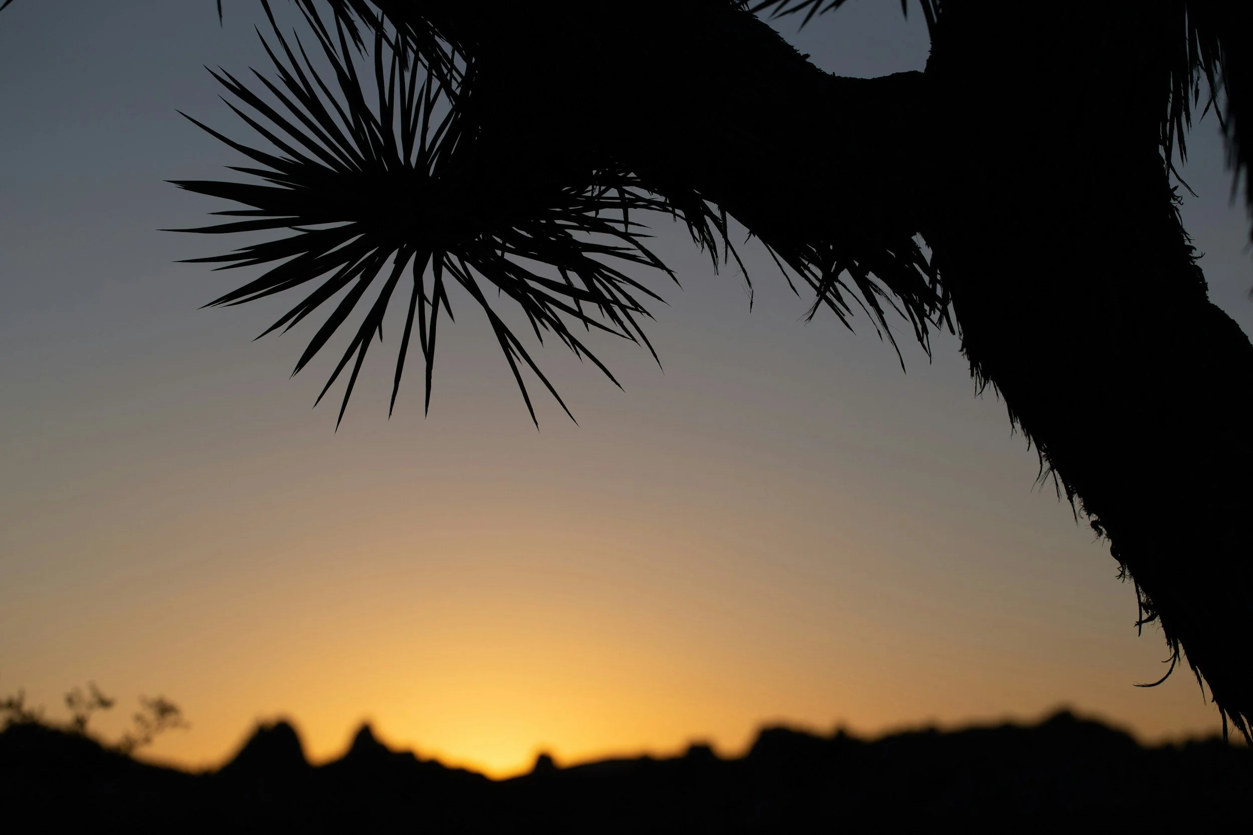 Silhouette of a desert plant with spiky leaves against a setting sun and a darkening sky.
