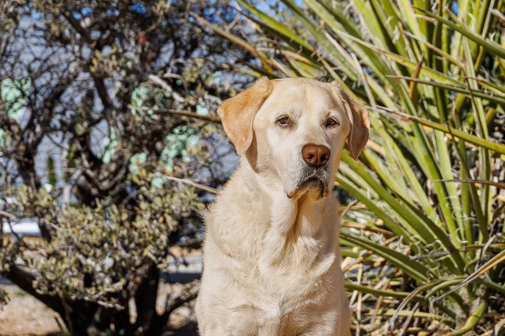 A yellow Labrador retriever outdoors among plants and bushes, looking at the camera.