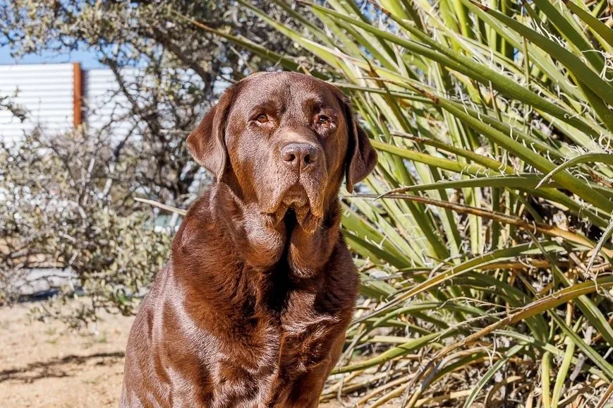 A brown dog outdoors near green spiky plants and a wooden fence in the background.