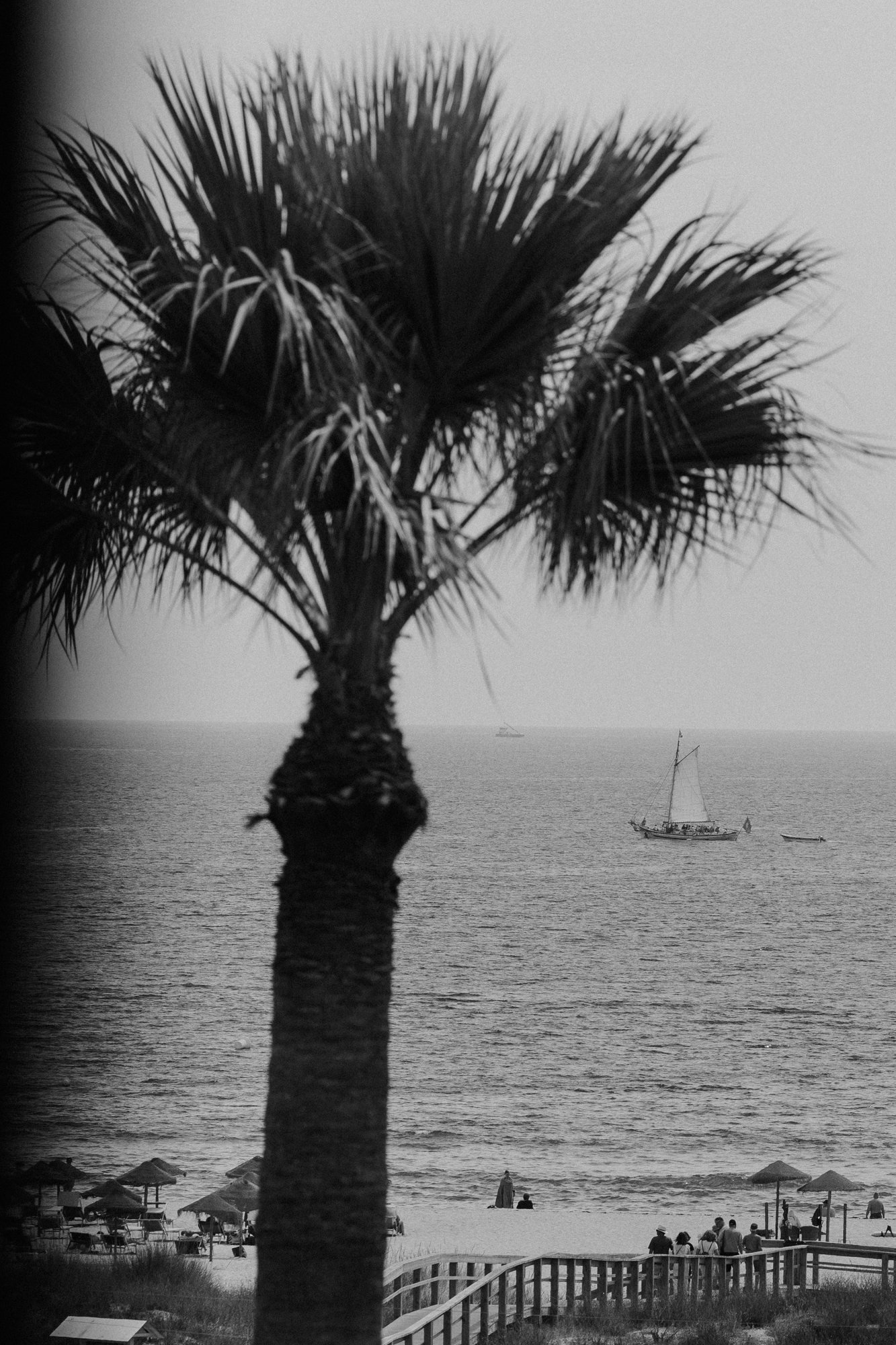 destination-palme-19.jpg