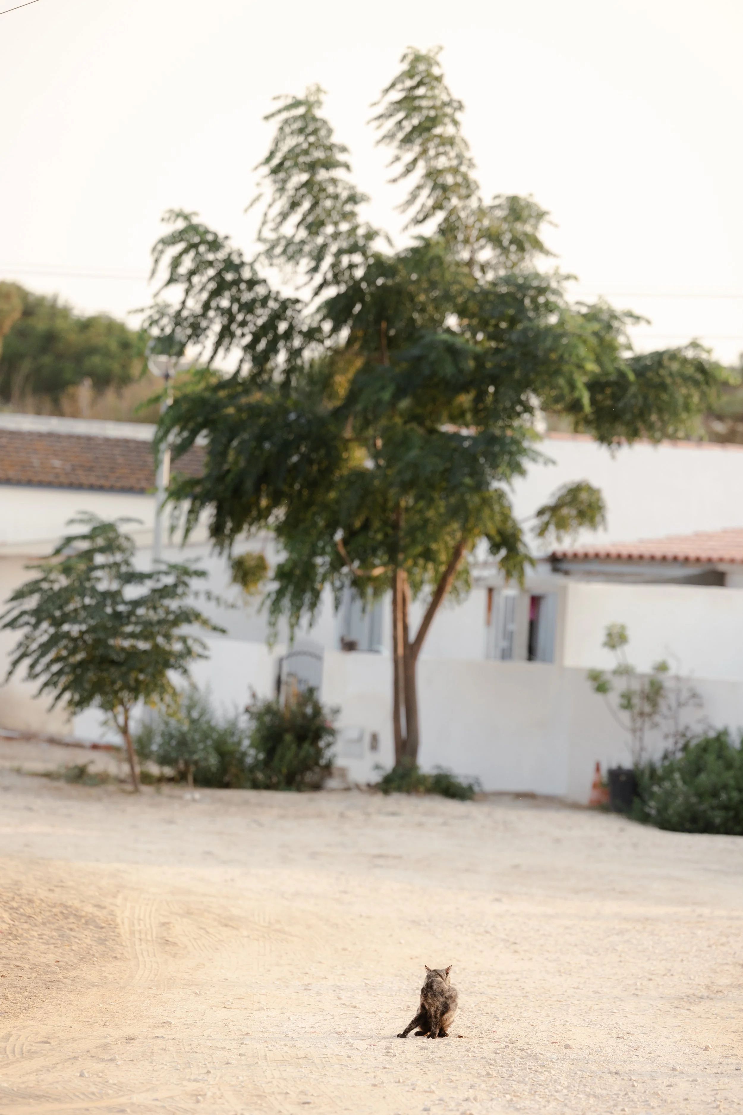 Jennie & Daniel freie Trauung by AM-513.jpg