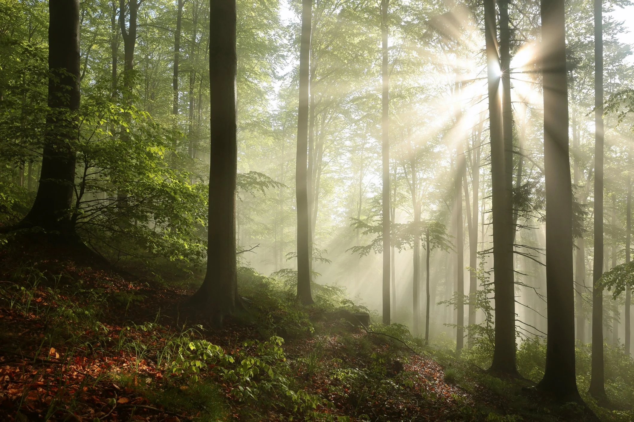 Sunlight filtering through a lush green forest with tall trees and dense foliage.