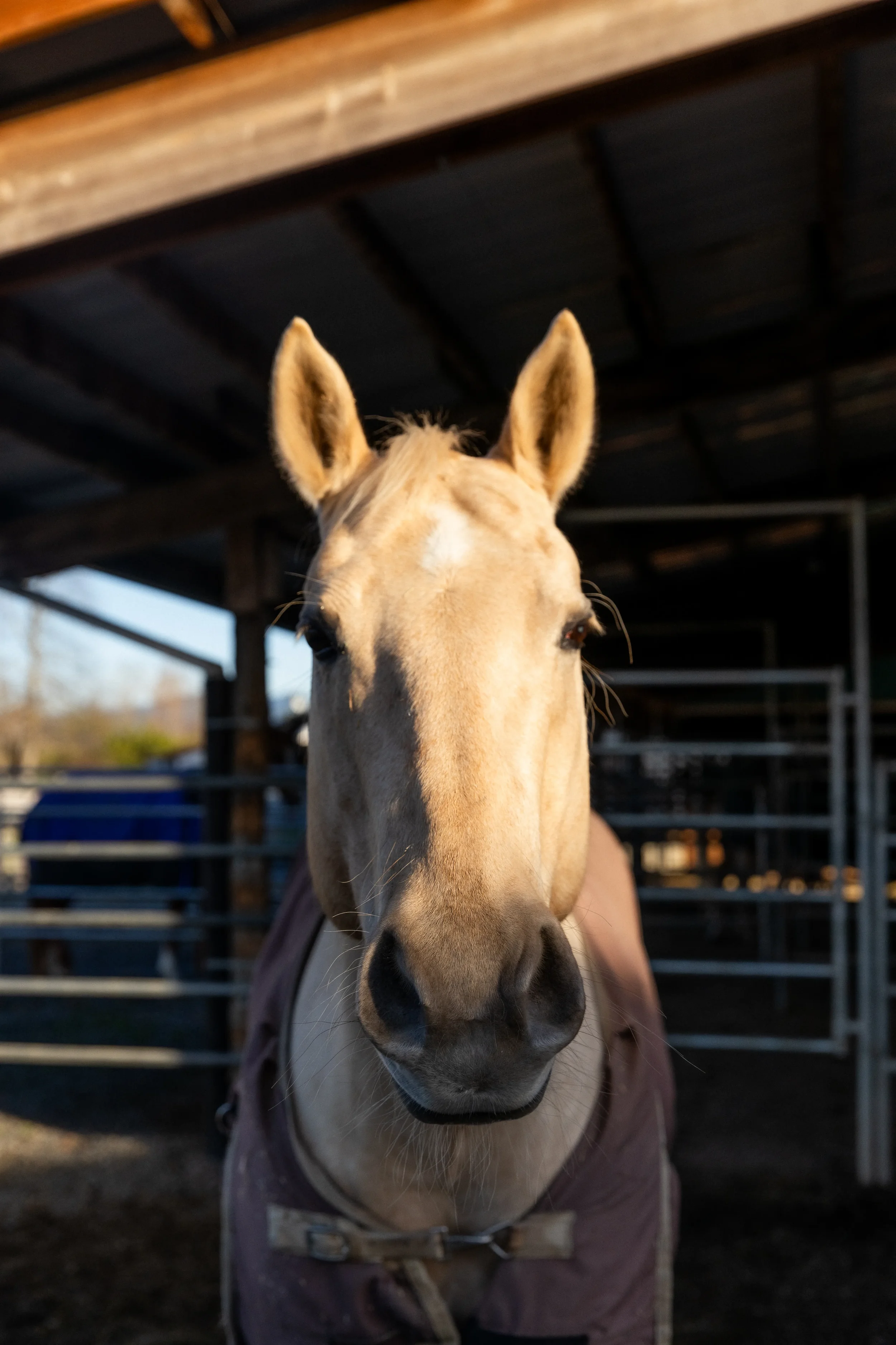 Close-up of a light-colored horse with a dark muzzle, standing under a wooden shelter, wearing a blanket.