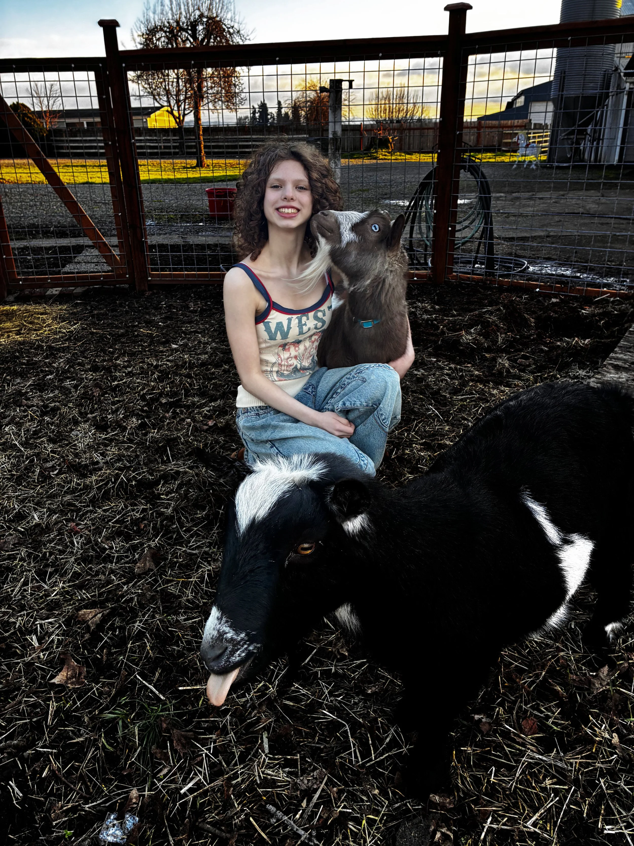 A girl with curly hair kneeling outside in a fenced area in Enumclaw with two small goats, one black and white and the other brown with blue eyes, during sunset.
