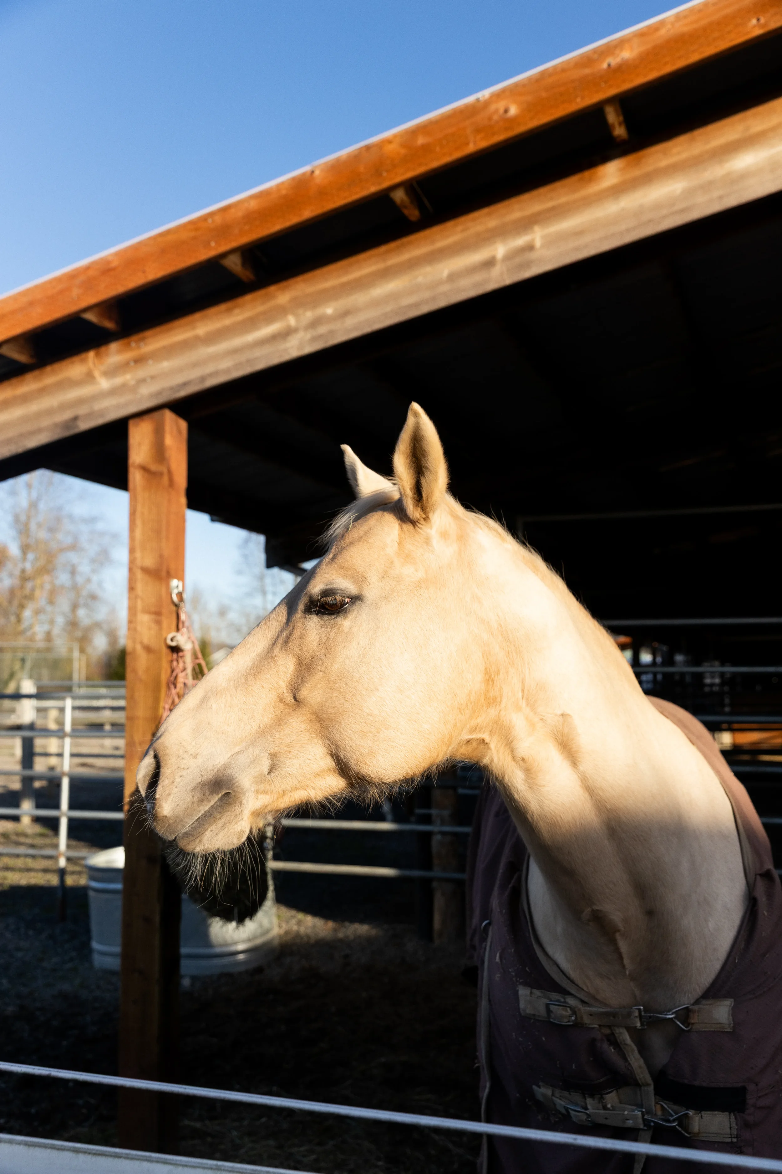 A light-colored horse standing near a wooden shelter on a sunny day.