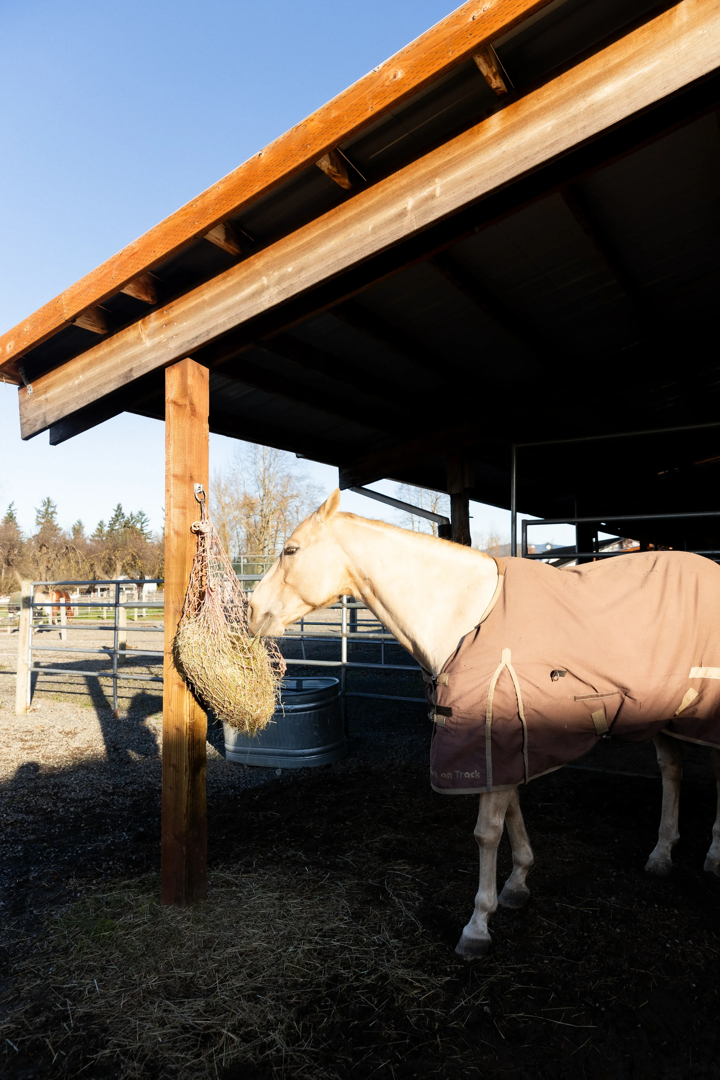 A light-colored horse wearing a brown blanket approaching a hanging hay bag in a stable area with fencing and trees in the background.