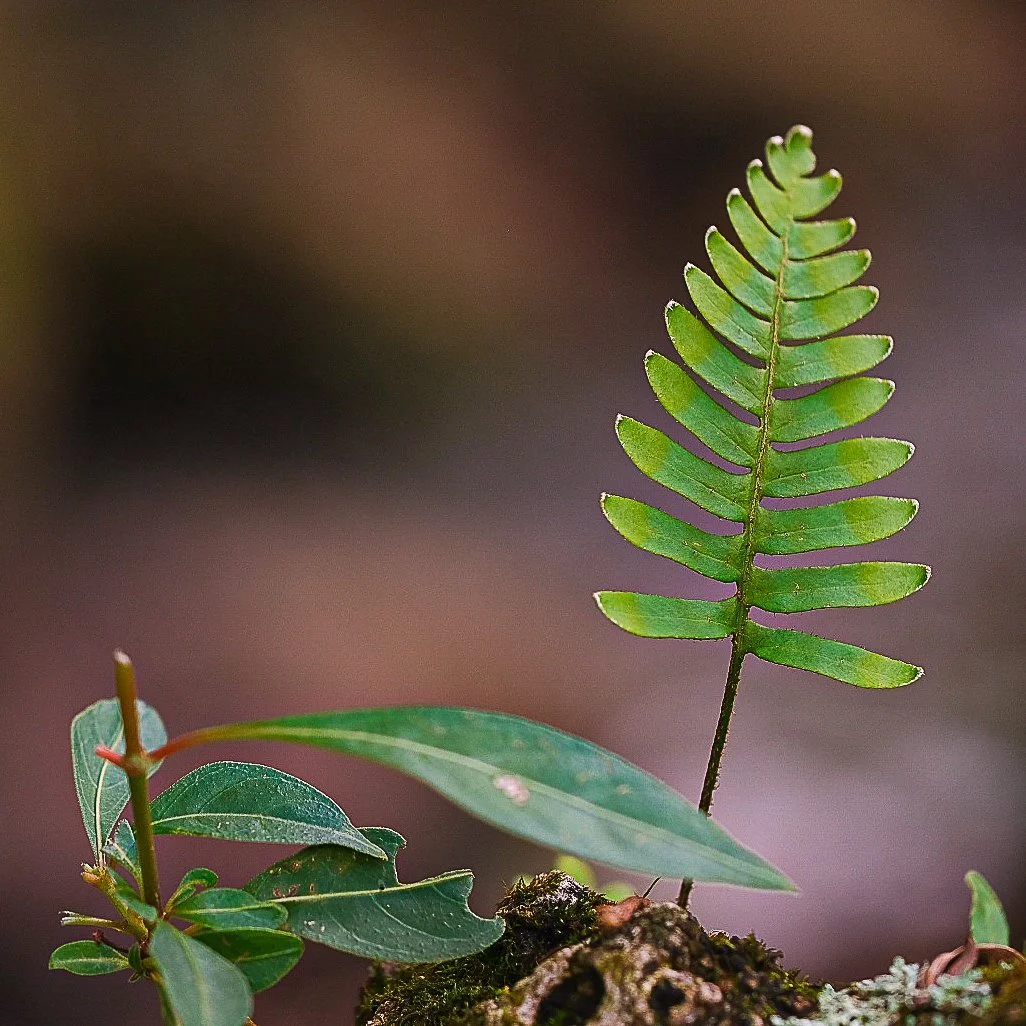 Life always finds a way.