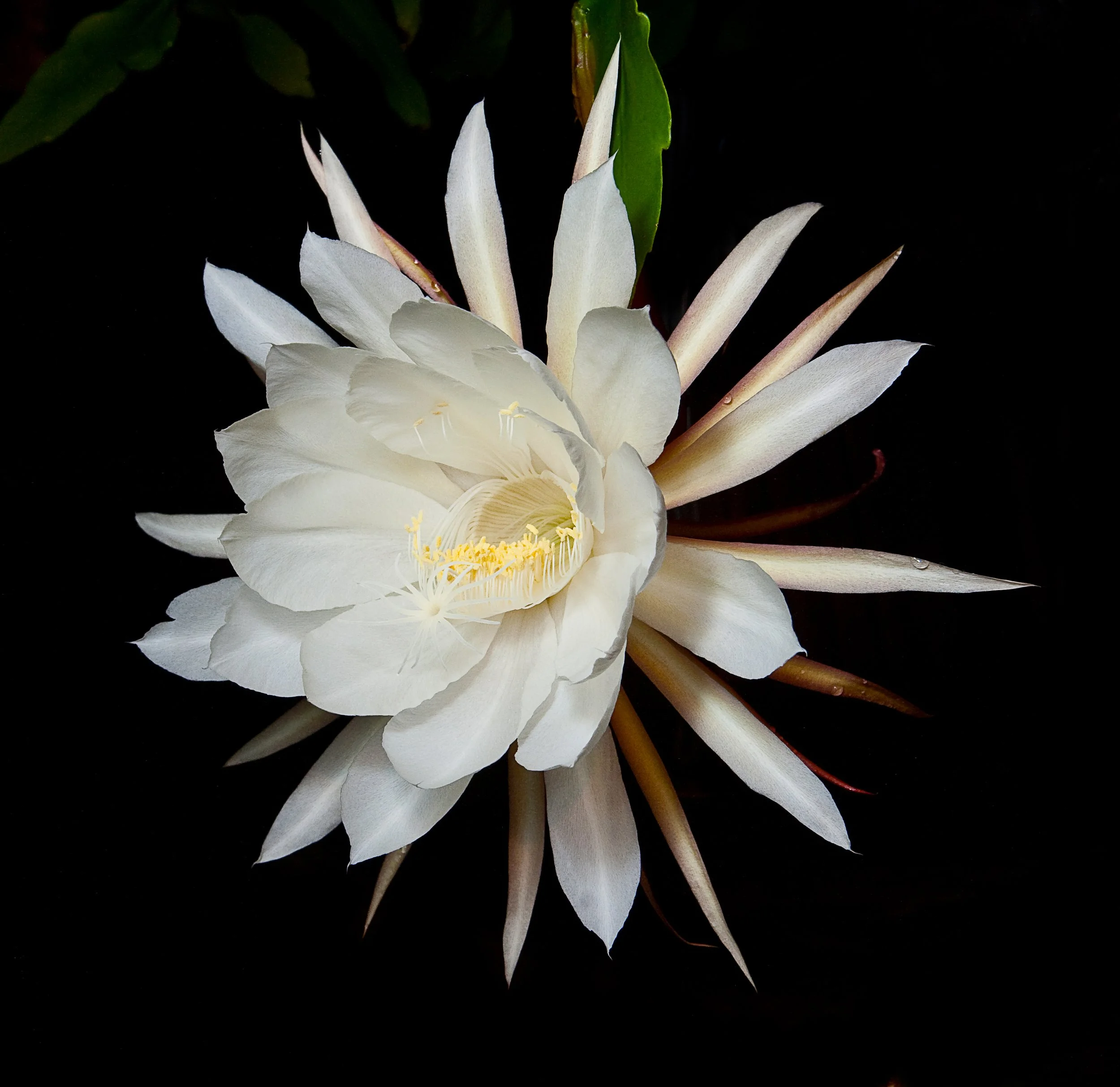 queen of the night-25.jpg