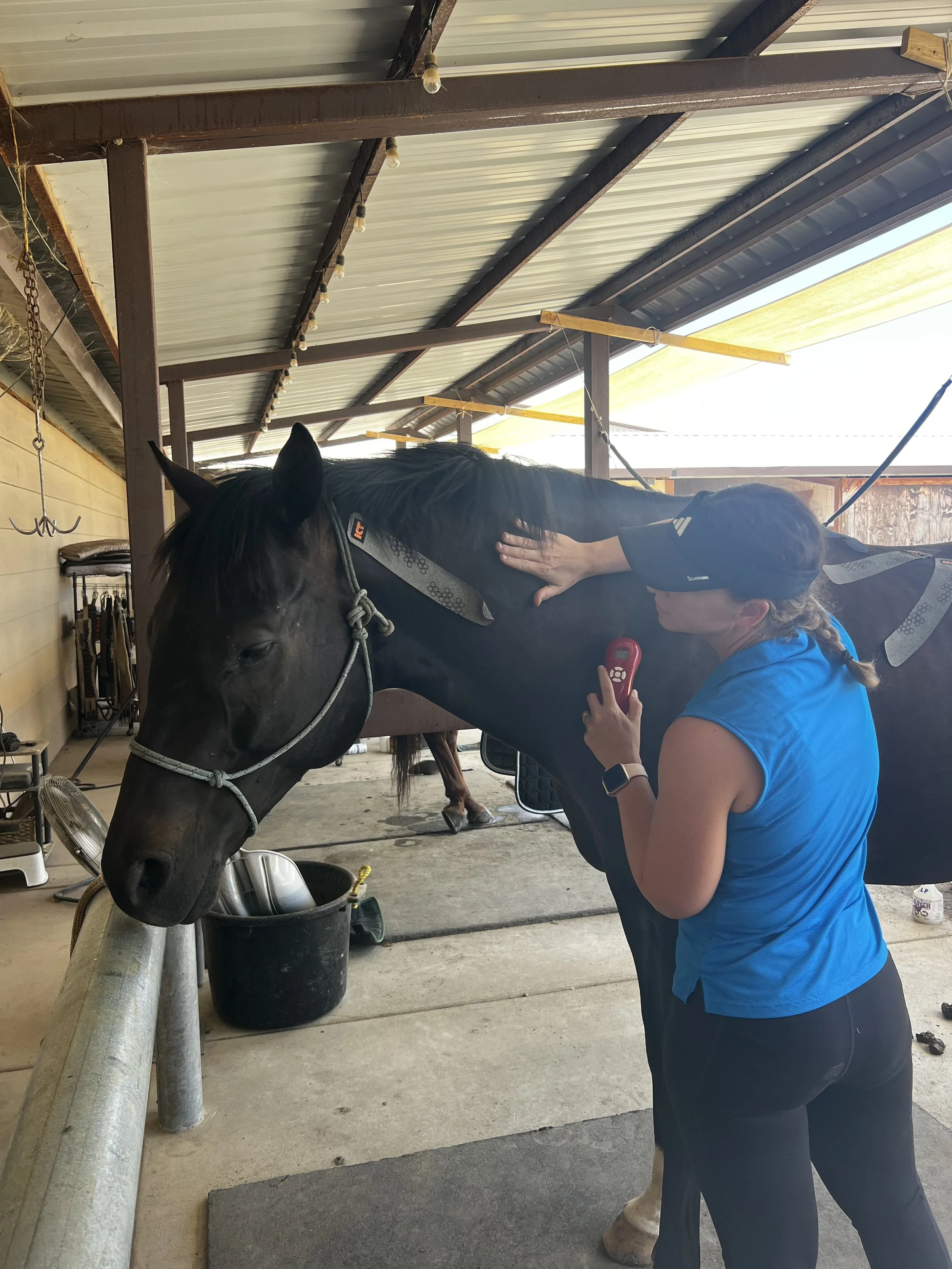 A person wearing a blue shirt, black leggings, a black cap, and glasses is using a handheld device to measure a black horse's temperature inside its ear. The horse has a gray halter and is standing in a barn or stable with a metal roof and yellow walls.