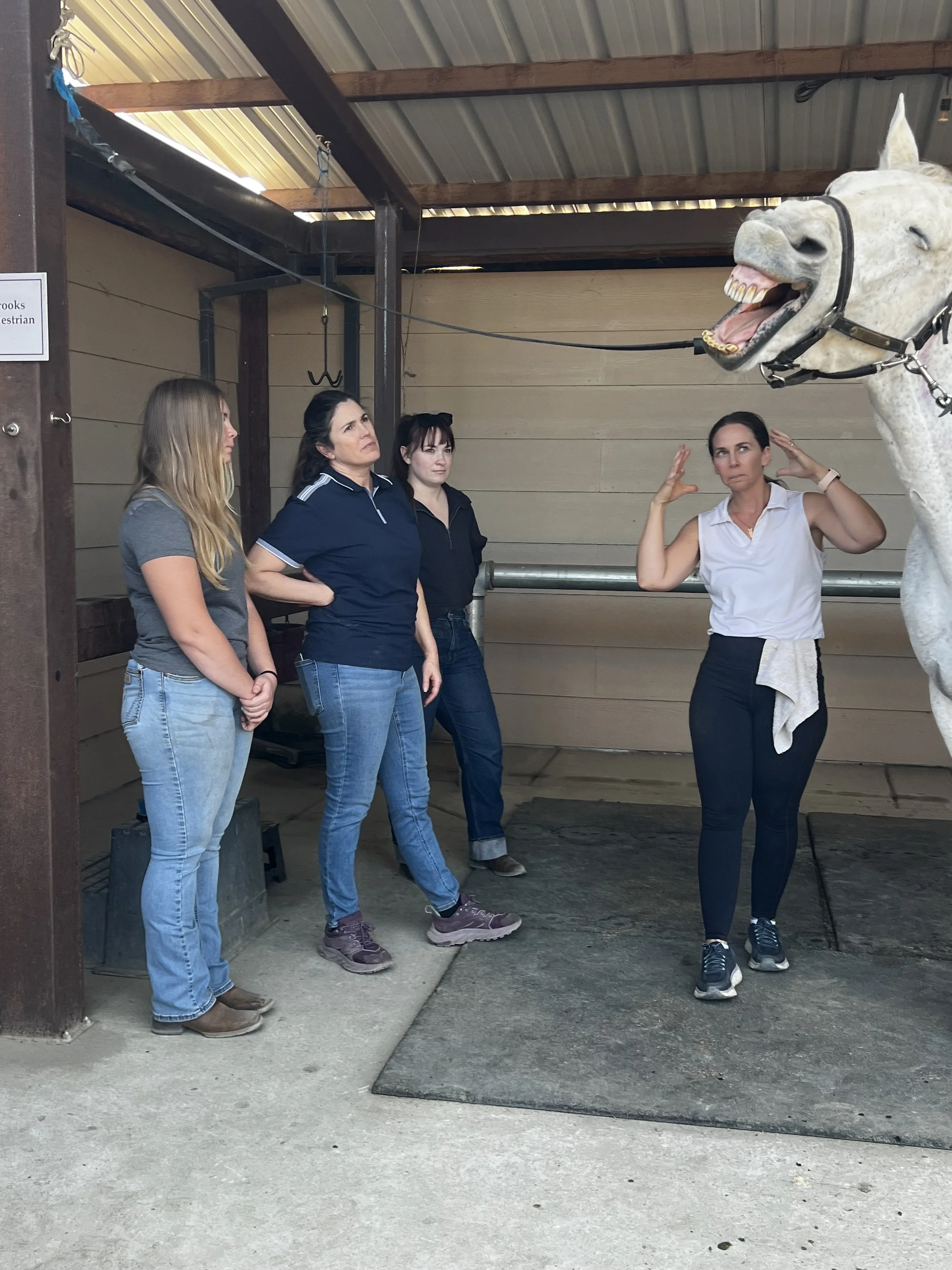 Four women and a white horse with a black halter, inside a barn or stable. The women are observing and reacting to the horse, which has its mouth open, showing teeth.