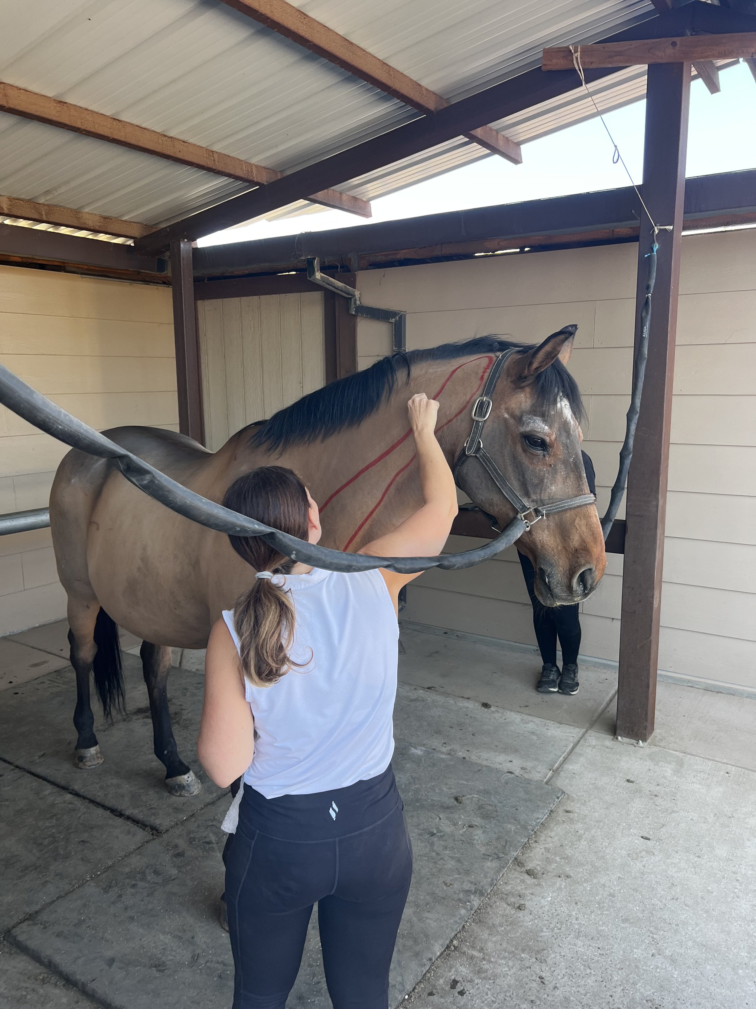 A woman is grooming a brown horse with a black mane inside a stable.