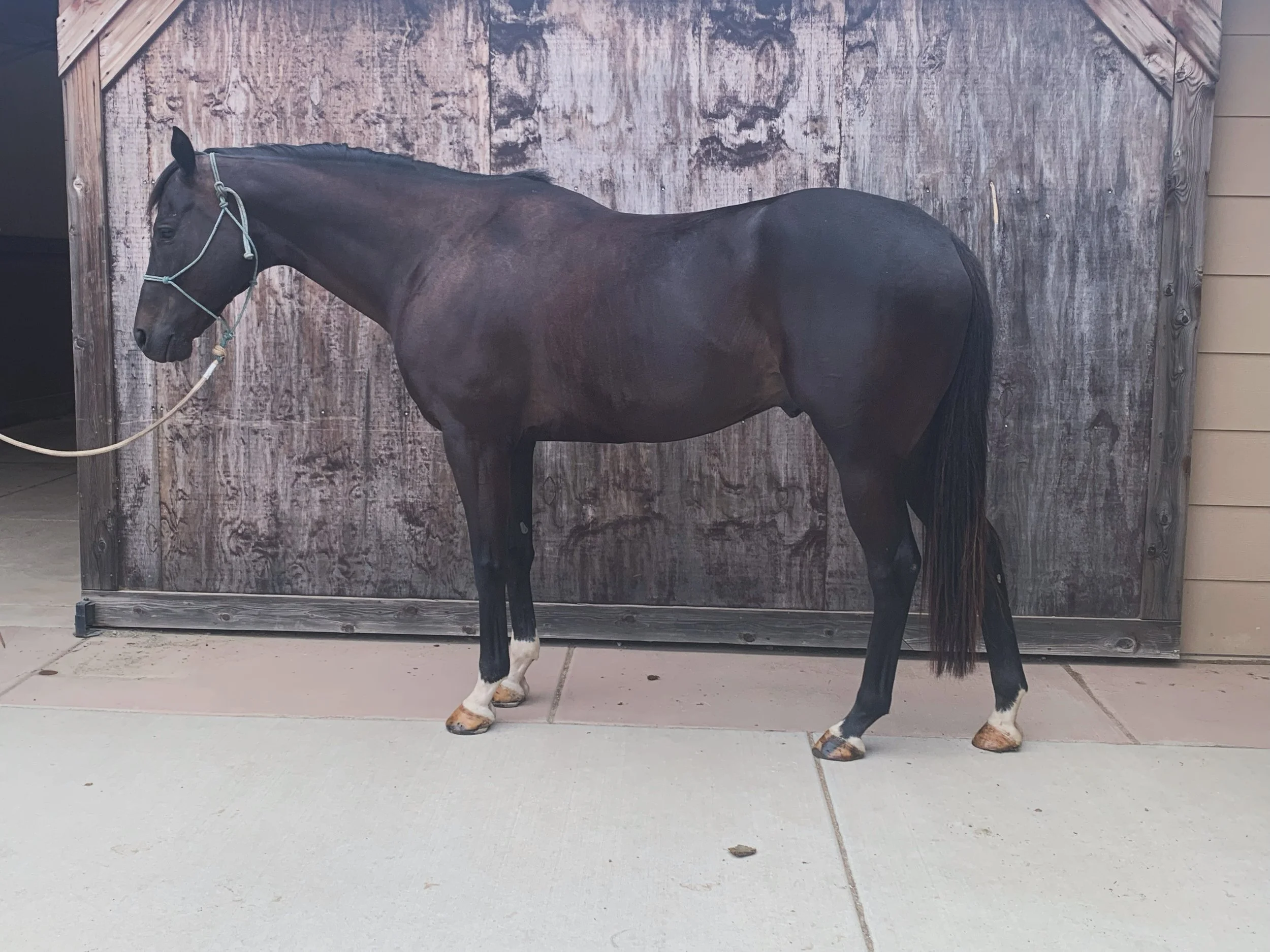 A black horse with a white mark on one front leg standing on a concrete surface in front of a wooden barn door.