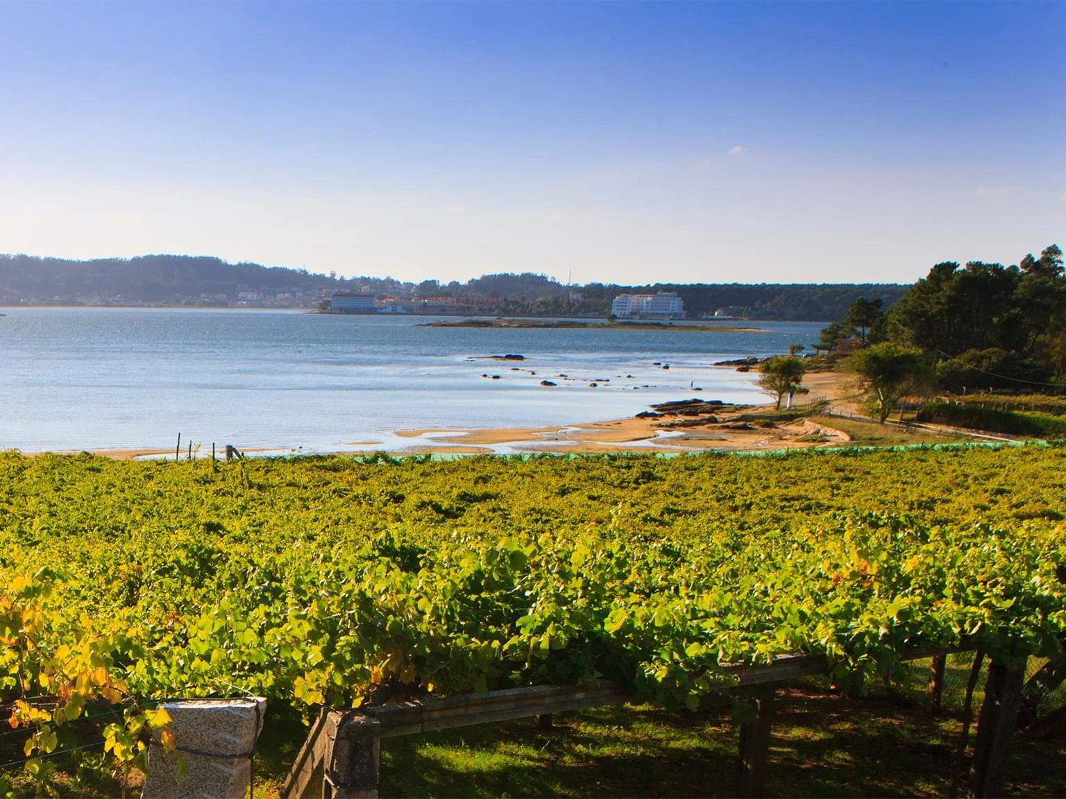 Rías Baixas: Atlantic Energy in a Glass + Class