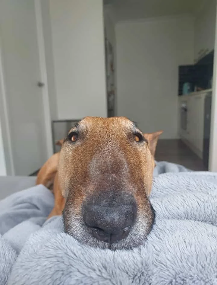 Close-up of a brown dog resting its head on a soft, gray blanket in a cozy indoor setting.