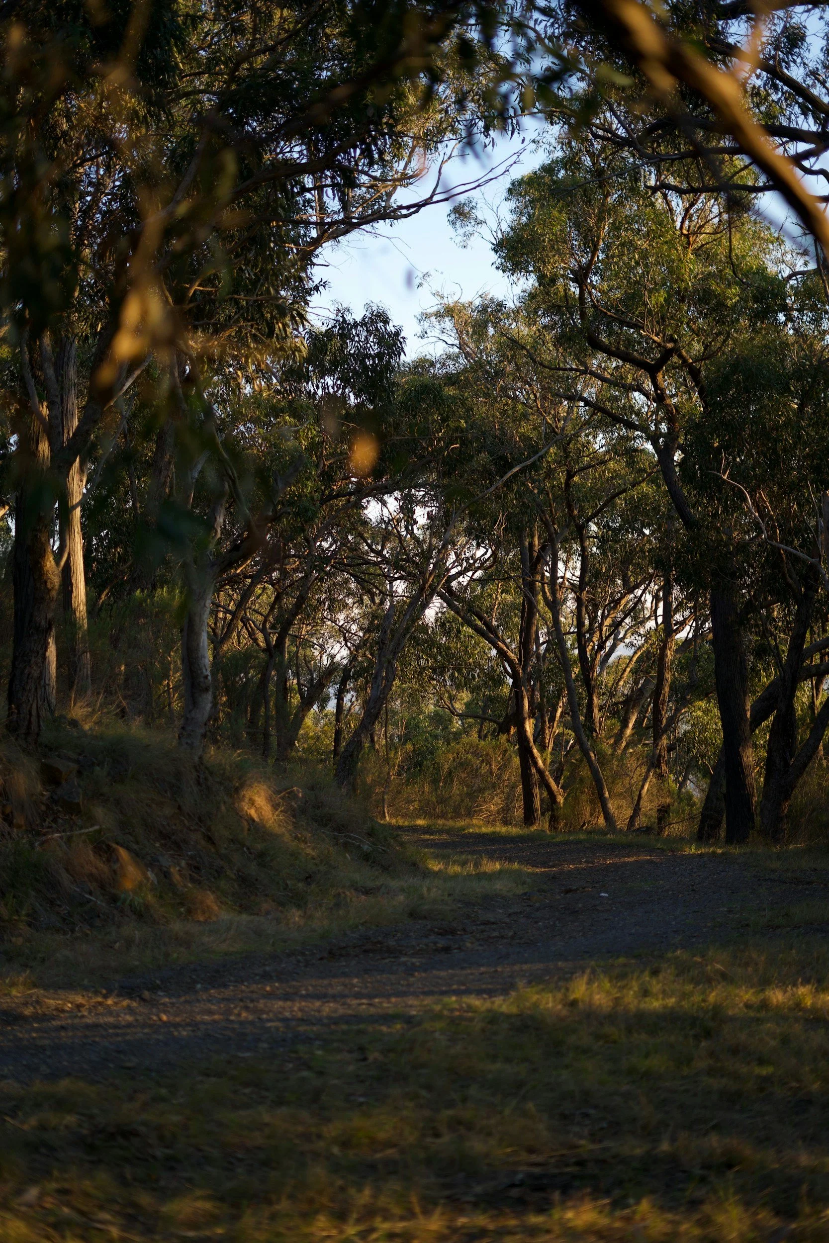 A dirt trail running through a wooded area with tall trees and green foliage, illuminated by warm golden sunlight.