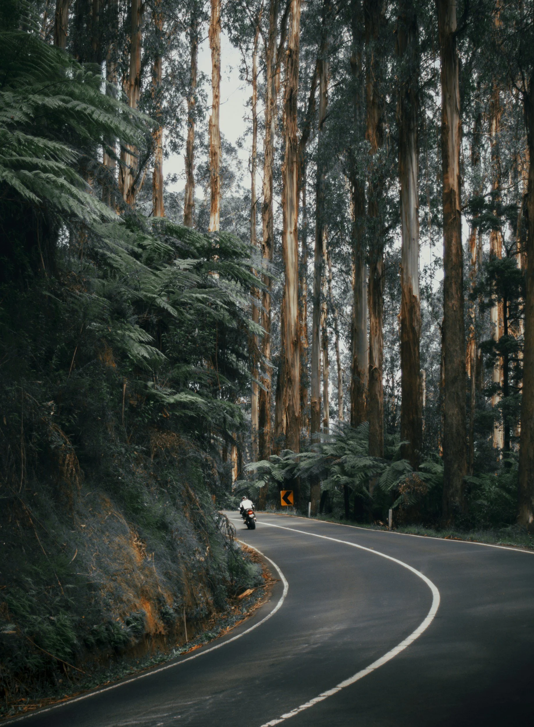 Winding road through a dense forest with tall trees and lush greenery, a motorcyclist riding along the curve.