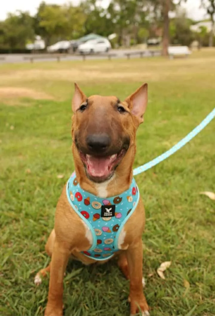 A smiling brown dog with a short coat, wearing a blue harness with a donut pattern, sitting on a grassy area in a park.