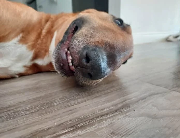 Close-up of a dog lying on a wooden floor, with its head turned to the side and mouth slightly open, showing some teeth.