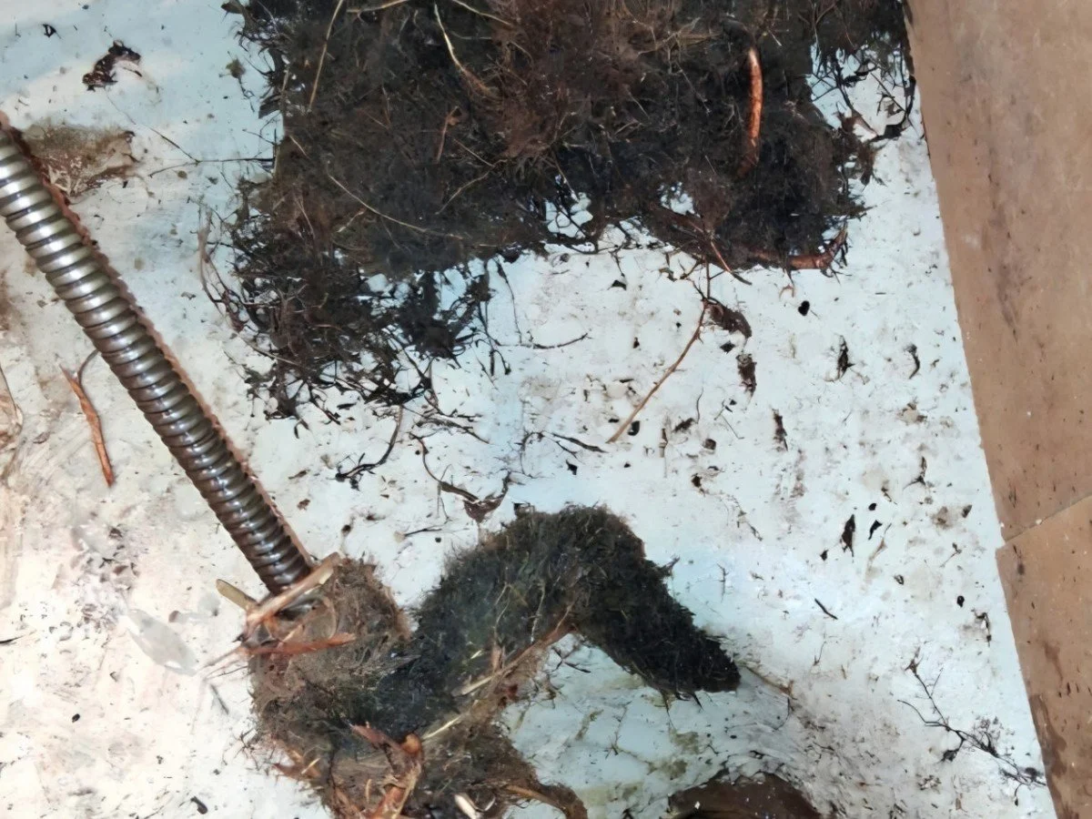Tree roots removed from a residential sewer line using professional rooter equipment.