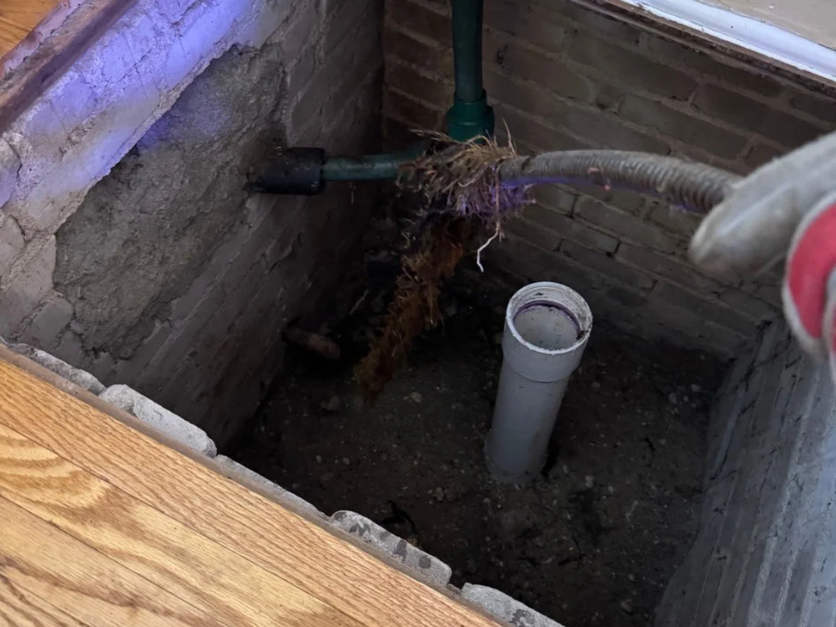 Large tree roots removed from a clogged main sewer line by Hiawatha Sewer.