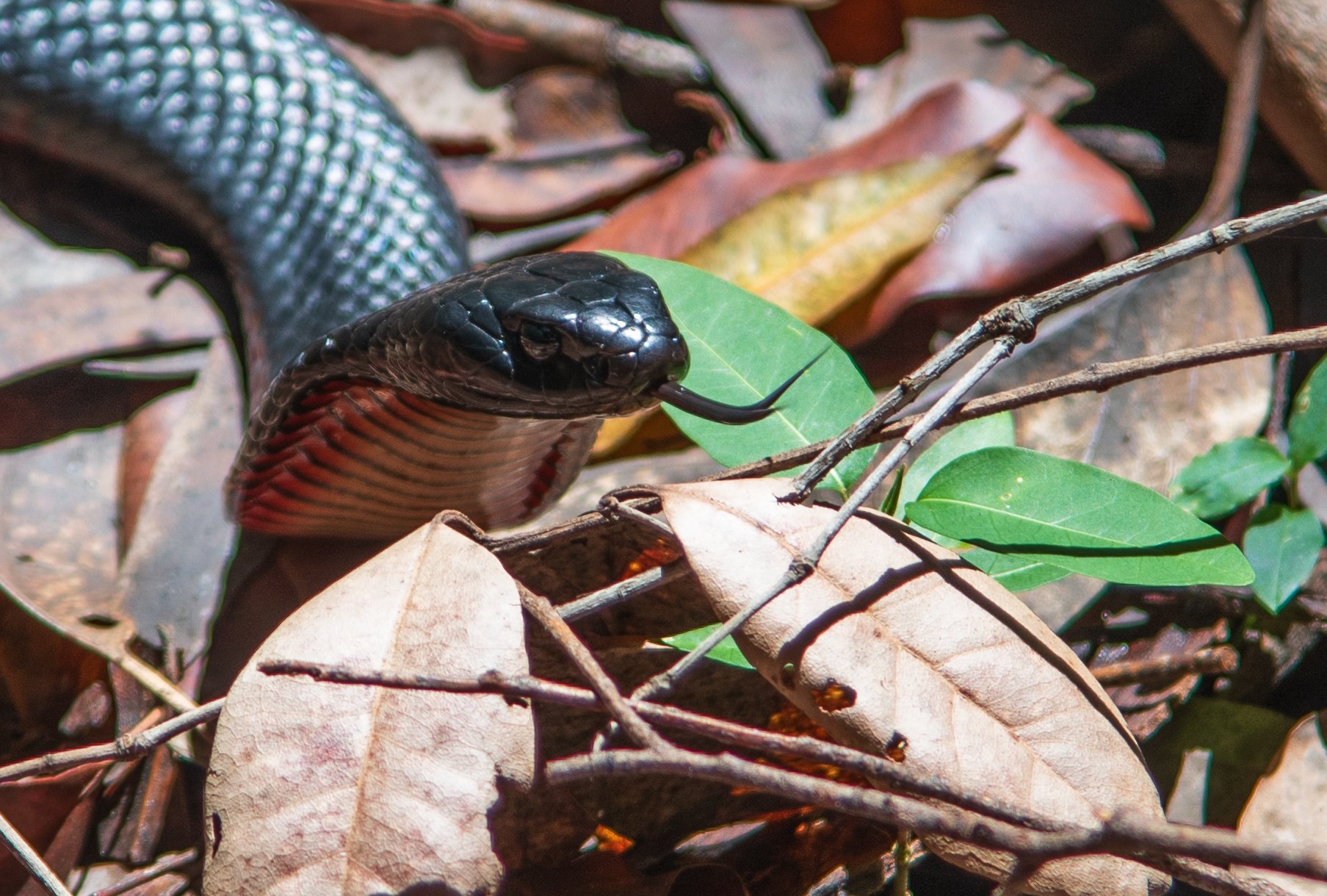 A black snake with glossy scales and a red underside, sticking out its forked tongue among fallen brown leaves and green foliage on the forest floor.