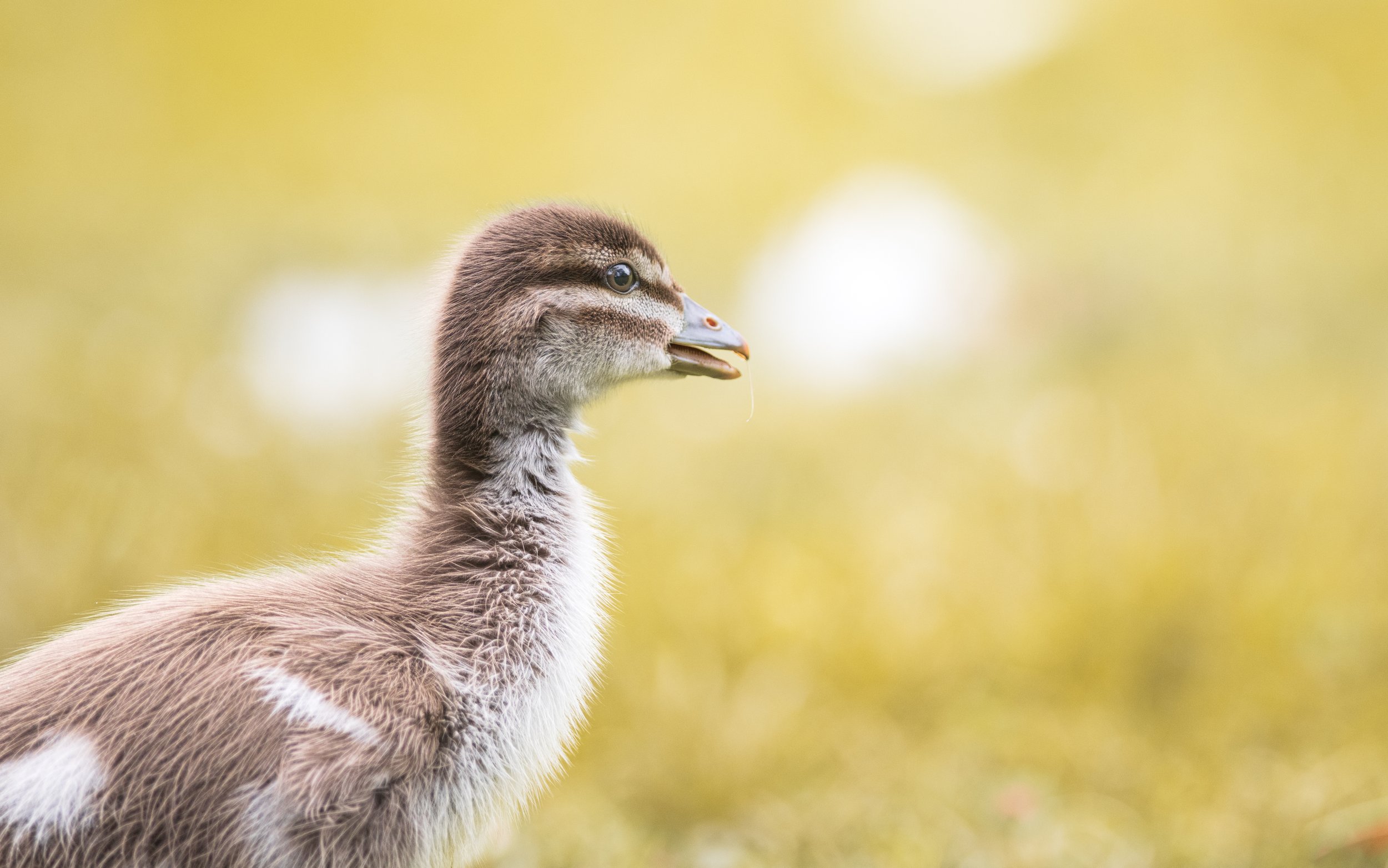 Close-up of a duckling with soft brown and white feathers, standing on a blurred green background.