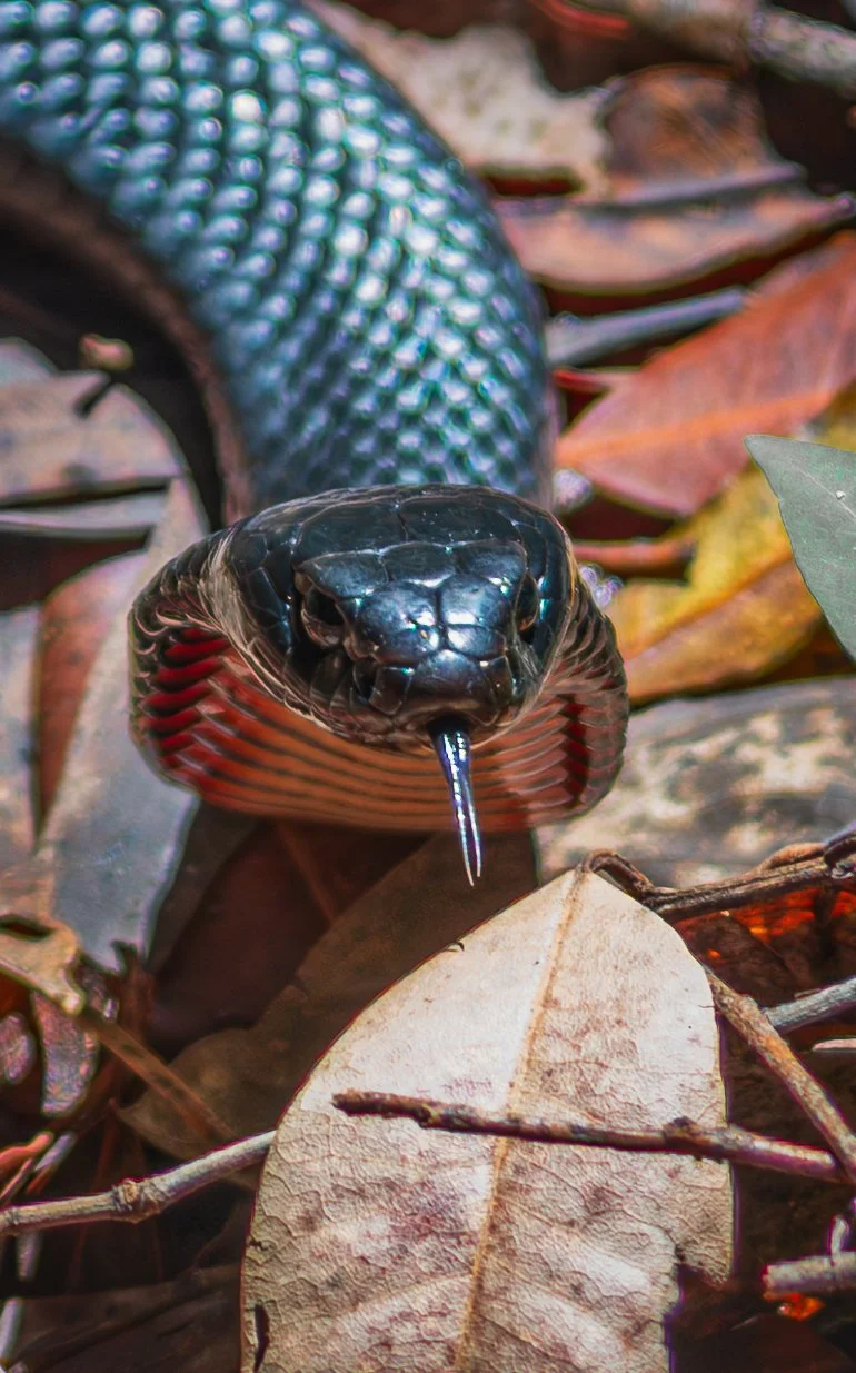 Close-up of a black snake with red and white striped underside, emerging from dry leaves and twigs on the forest floor.