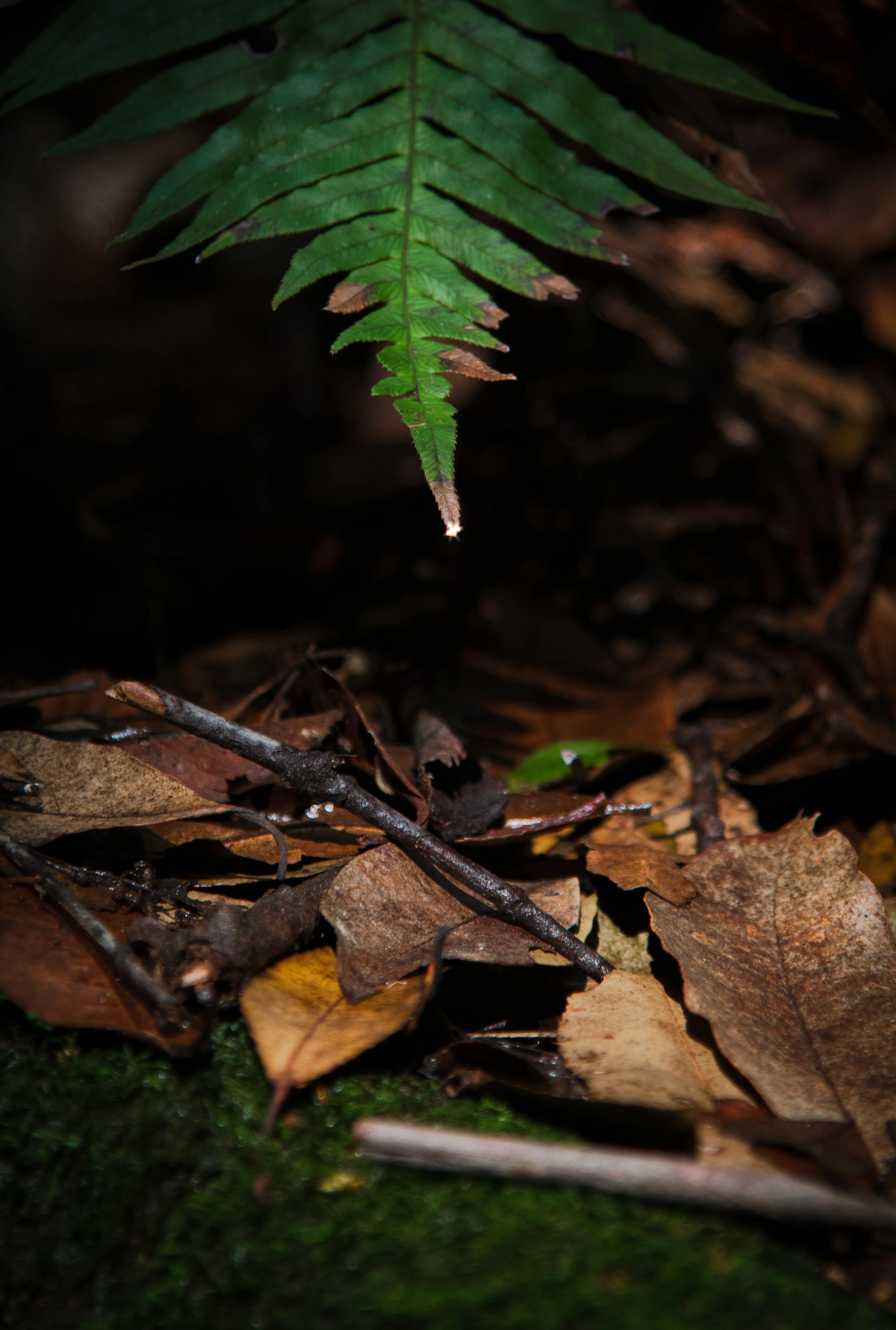 Close-up of a green fern leaf hanging above fallen brown leaves and twigs on the forest floor.