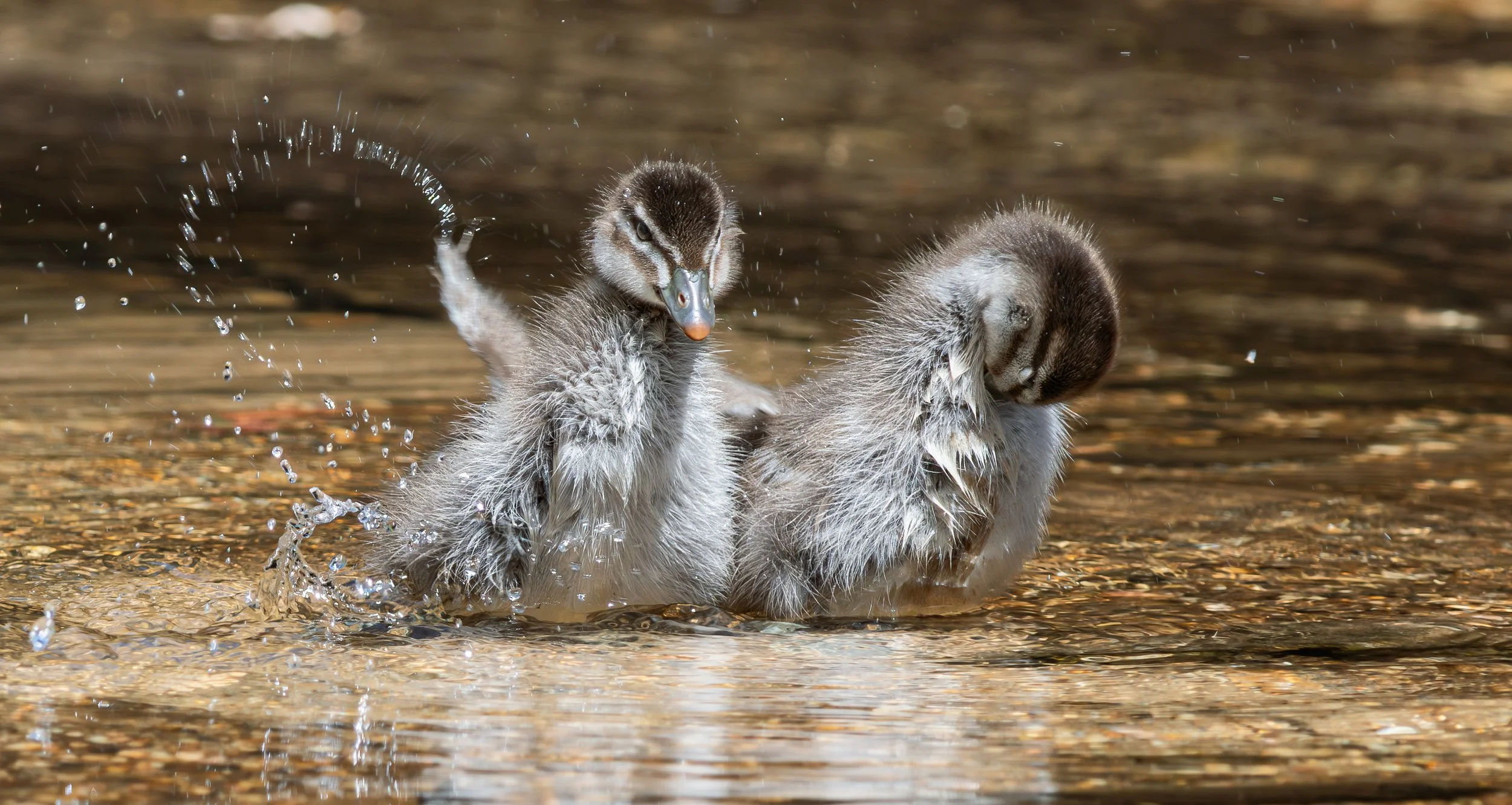 Two ducklings splashing and bathing in shallow water with ripples and droplets.