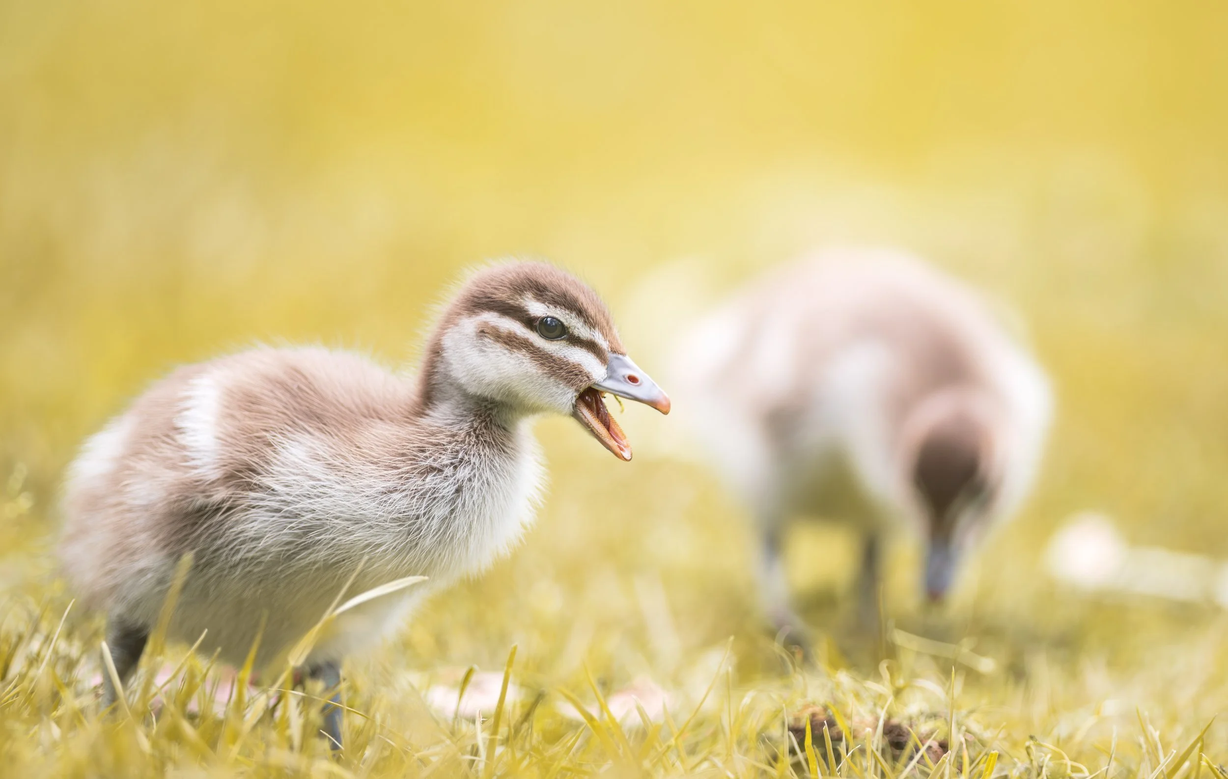 A duckling with fluffy light brown and cream feathers, standing on green grass in a field, with other ducklings blurred in the background.