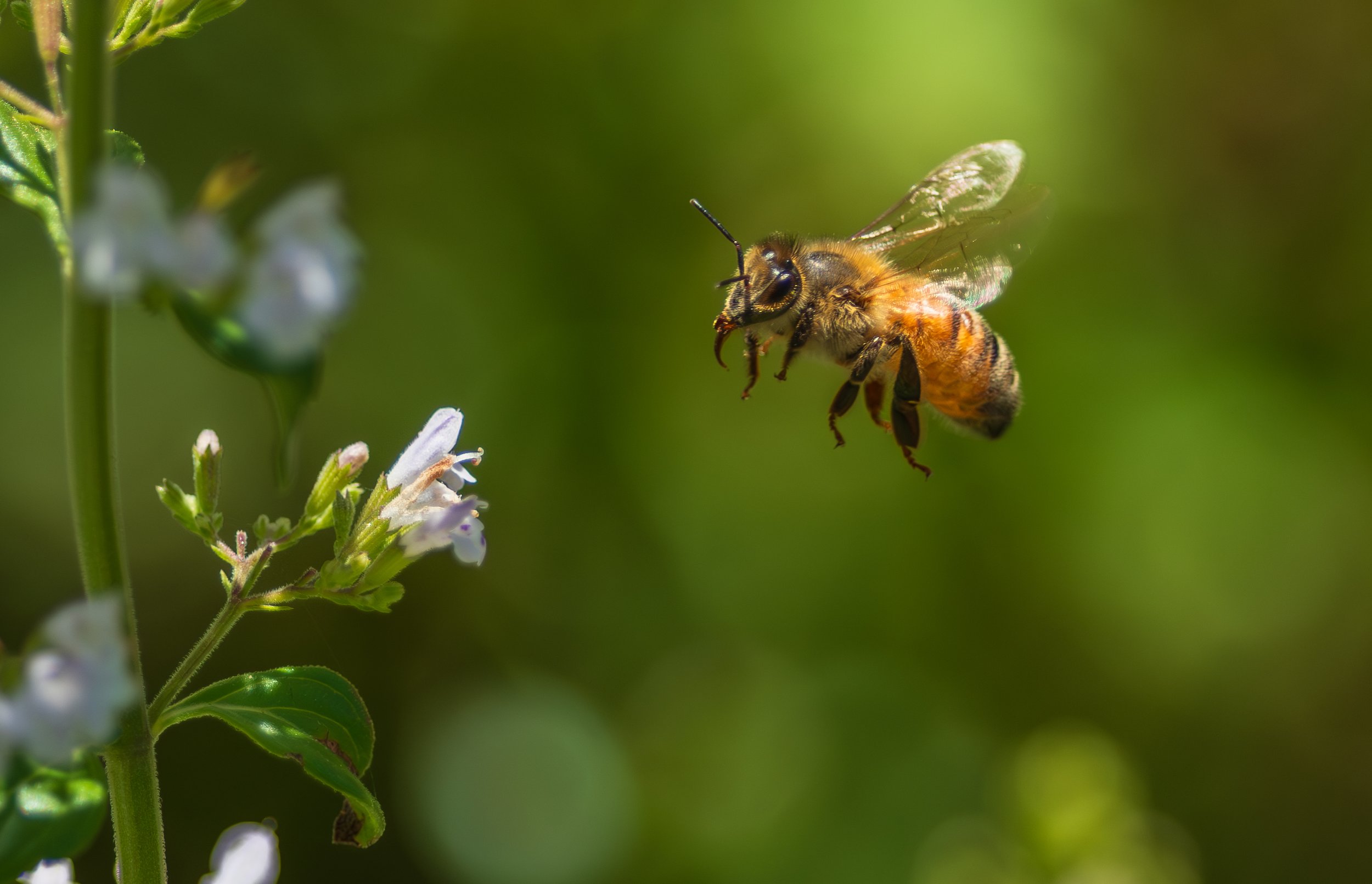 Close-up of a honey bee flying near white flowers with a green blurred background.